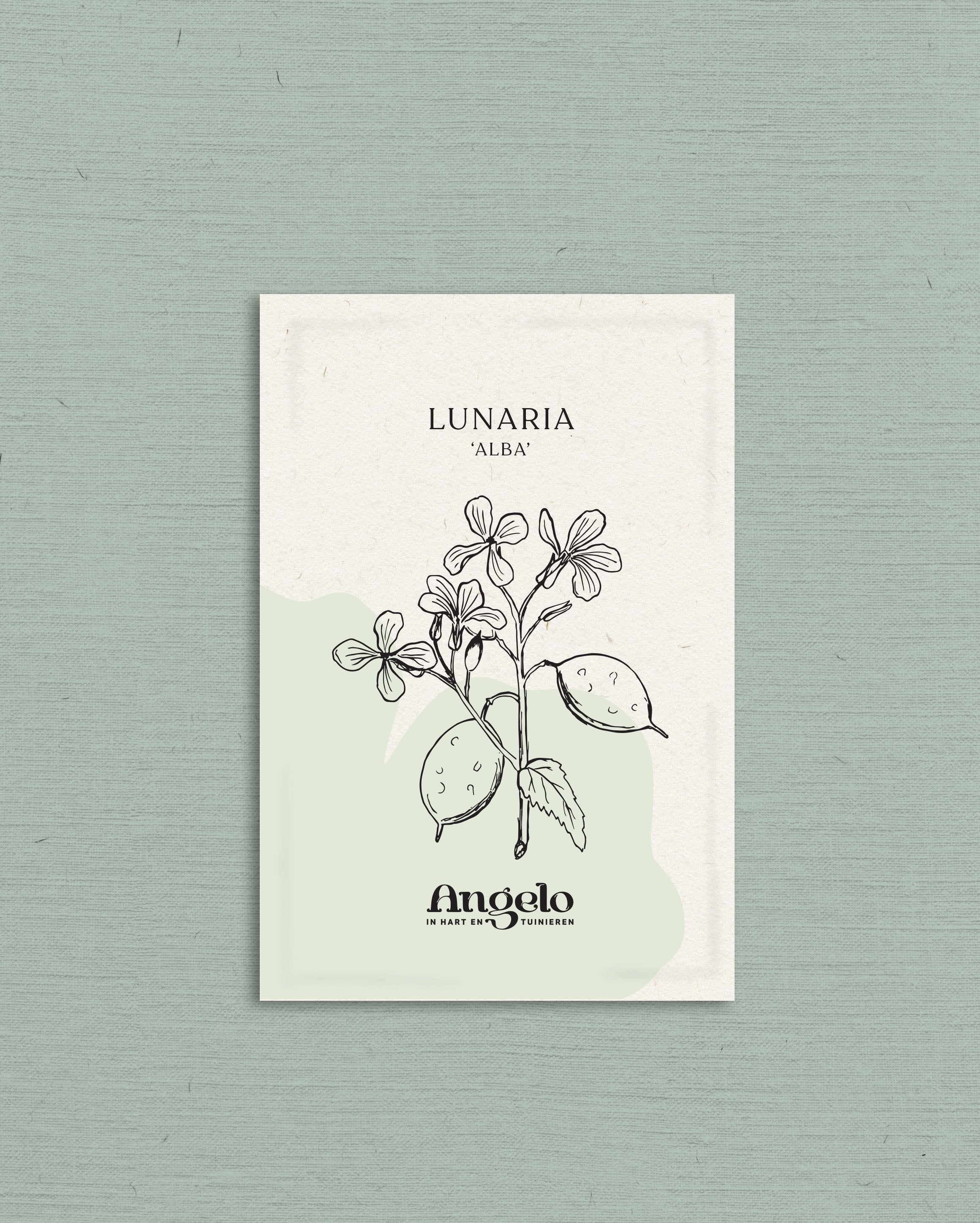 Lunaria annua (biennis) &