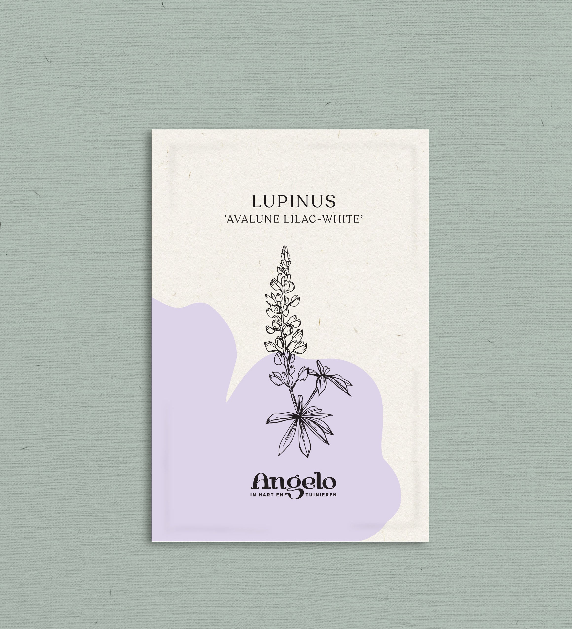 LUPINUS hartwegii 'Avalune Lilac-White'-Angelo