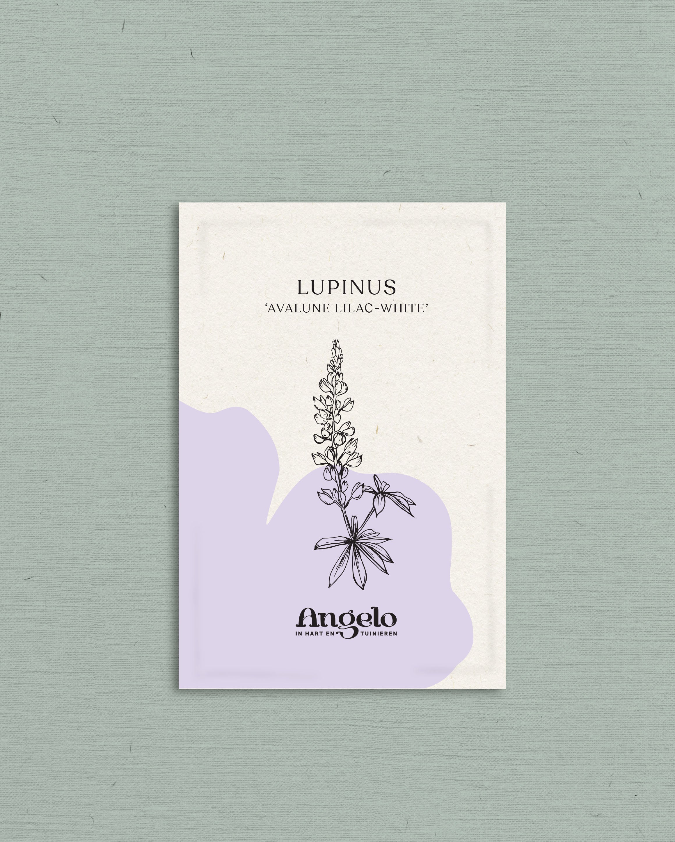 LUPINUS hartwegii 'Avalune Lilac-White'-Angelo