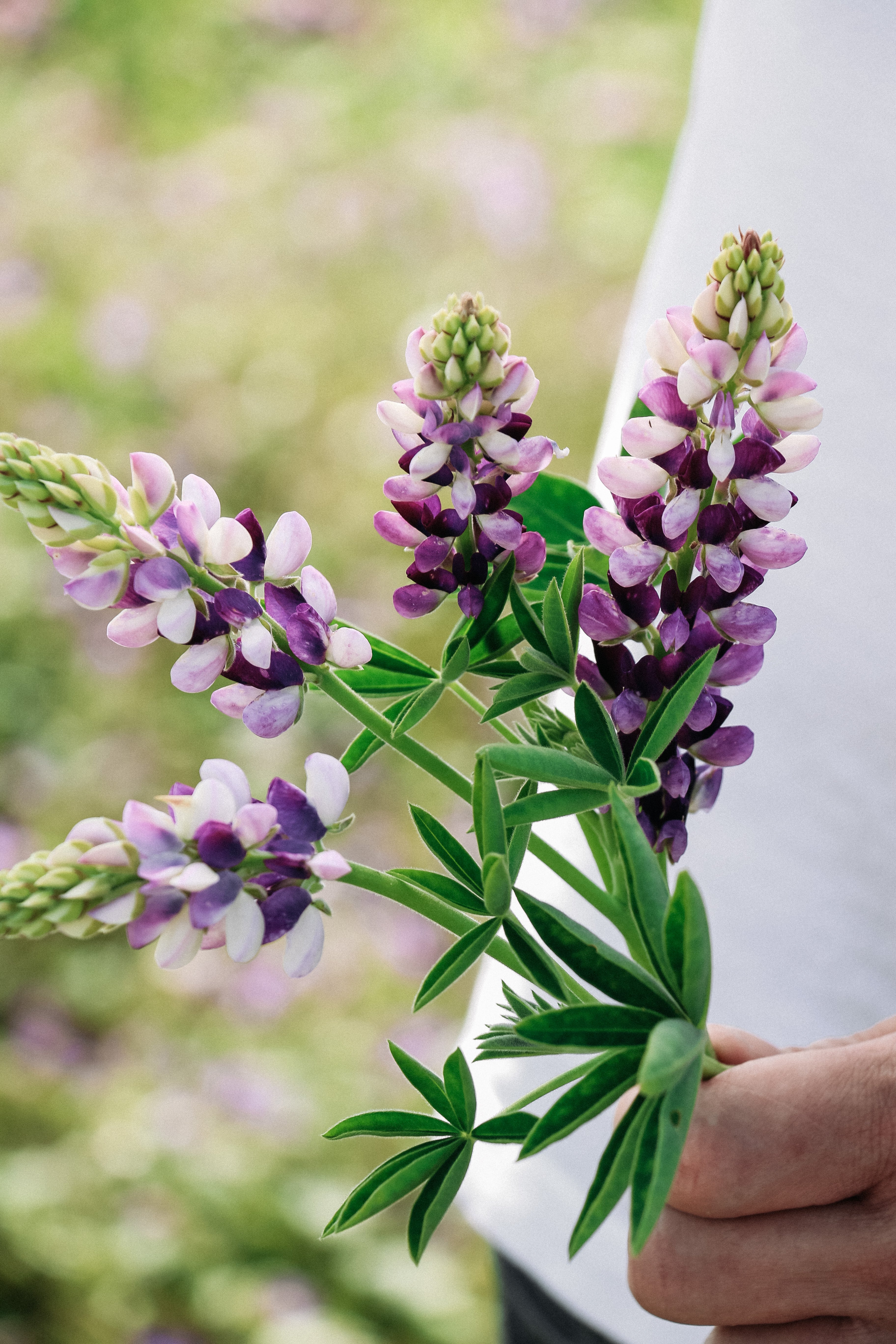 LUPINUS hartwegii 'Avalune Lilac-White'-Angelo