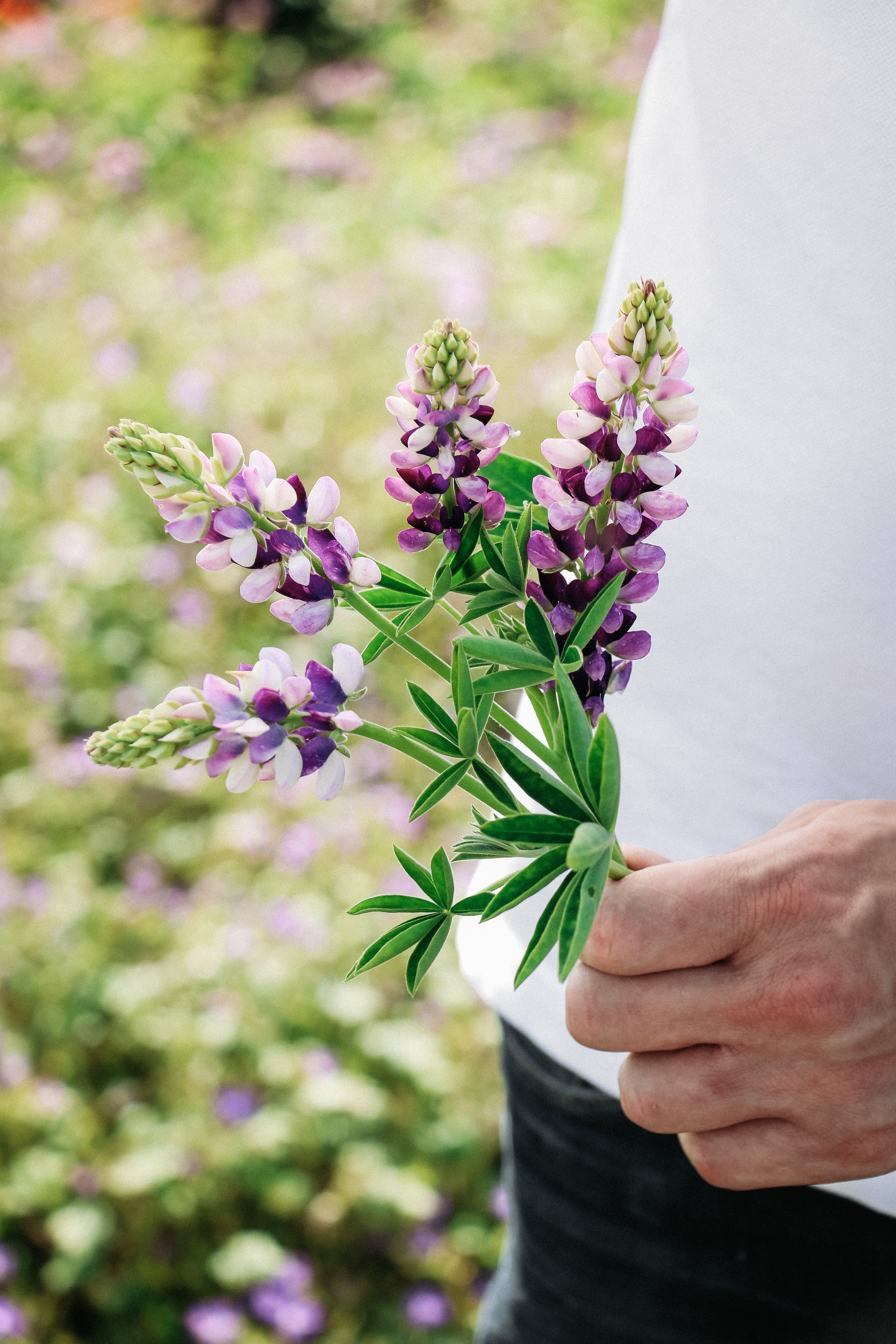 LUPINUS hartwegii 'Avalune Lilac-White'-Angelo