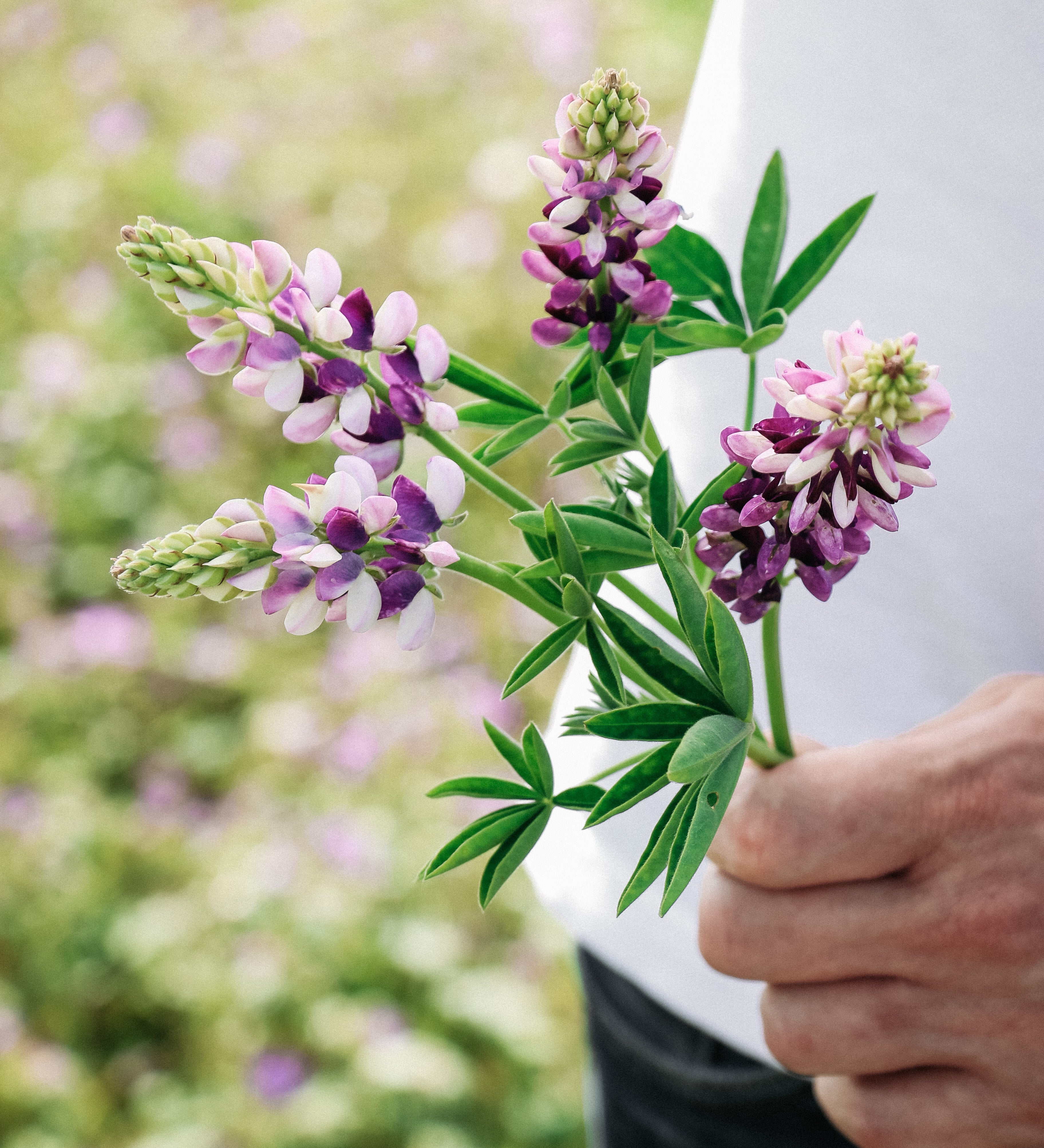 LUPINUS hartwegii 'Avalune Lilac-White'-Angelo