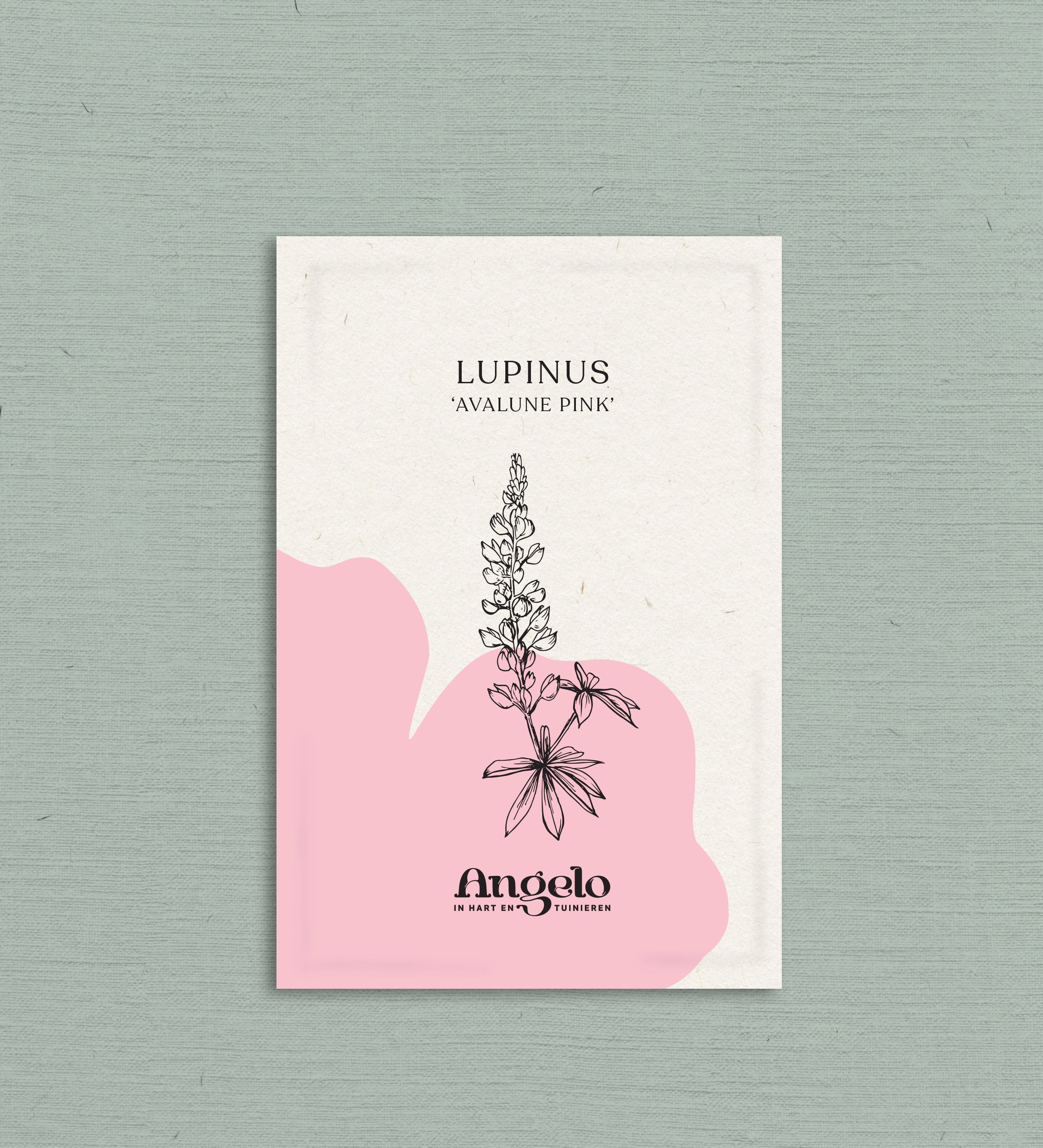 LUPINUS hartwegii 'Avalune Pink'-Angelo