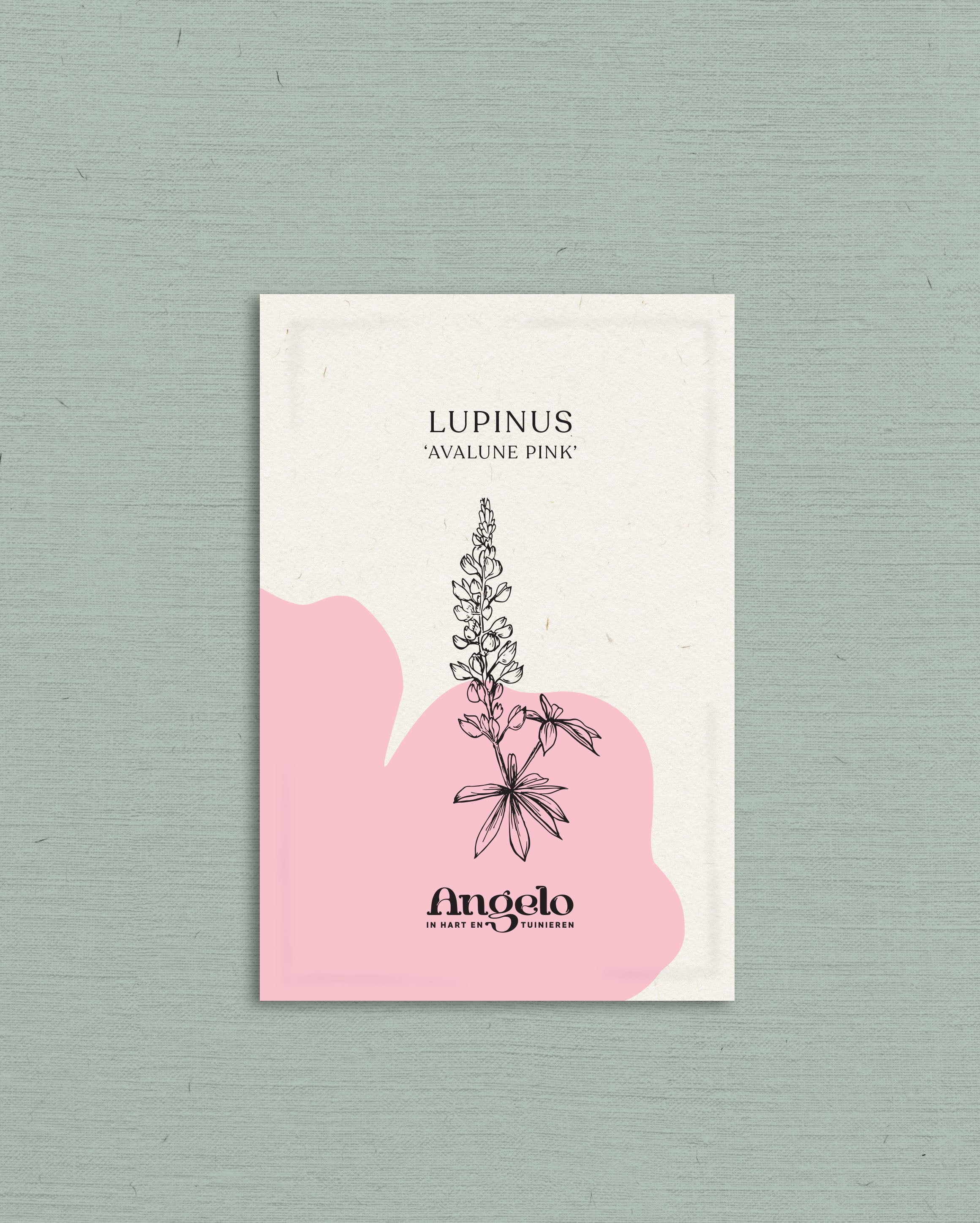 LUPINUS hartwegii 'Avalune Pink'-Angelo