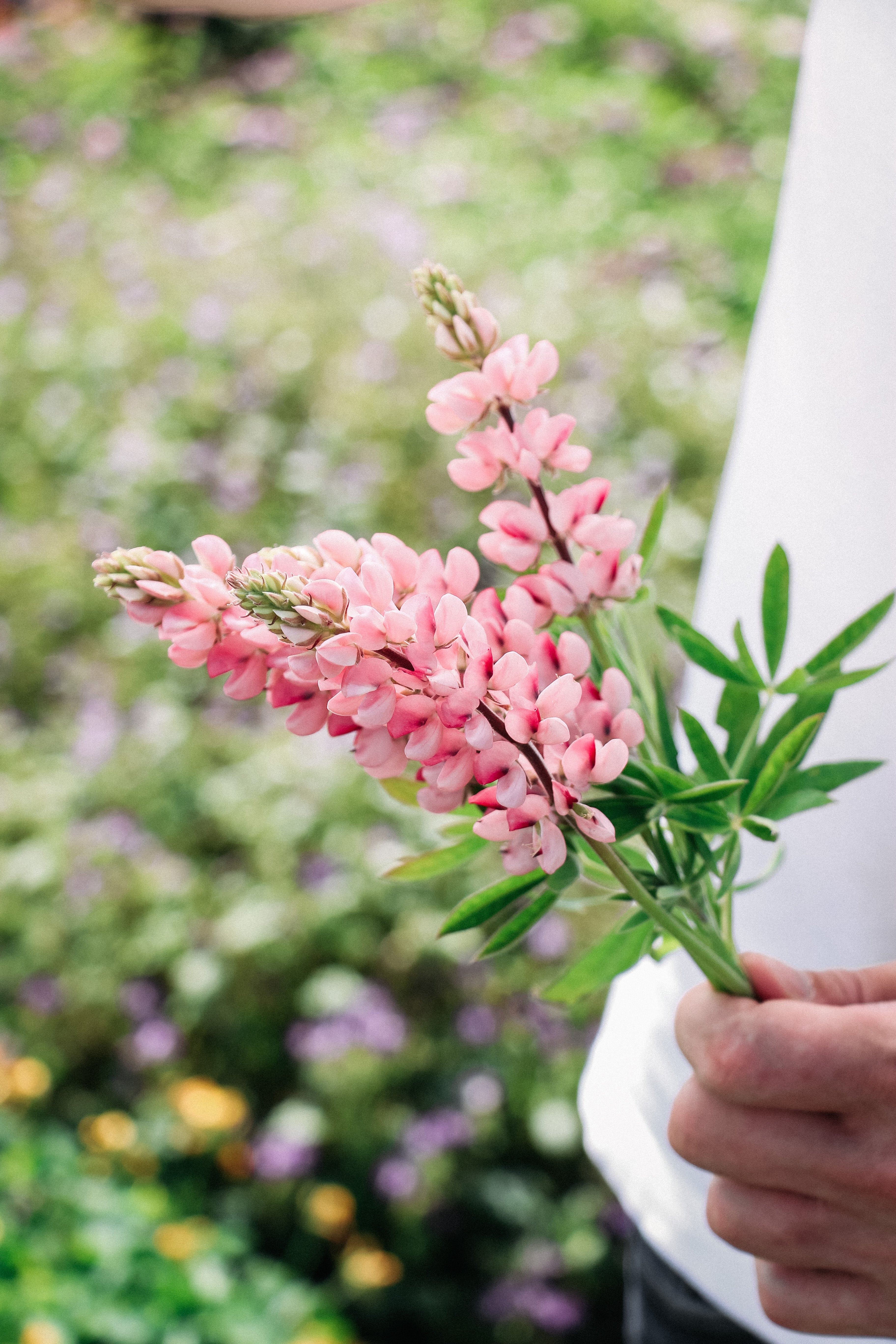 LUPINUS hartwegii 'Avalune Pink'-Angelo