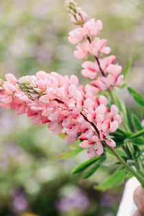 LUPINUS hartwegii 'Avalune Pink'-Angelo