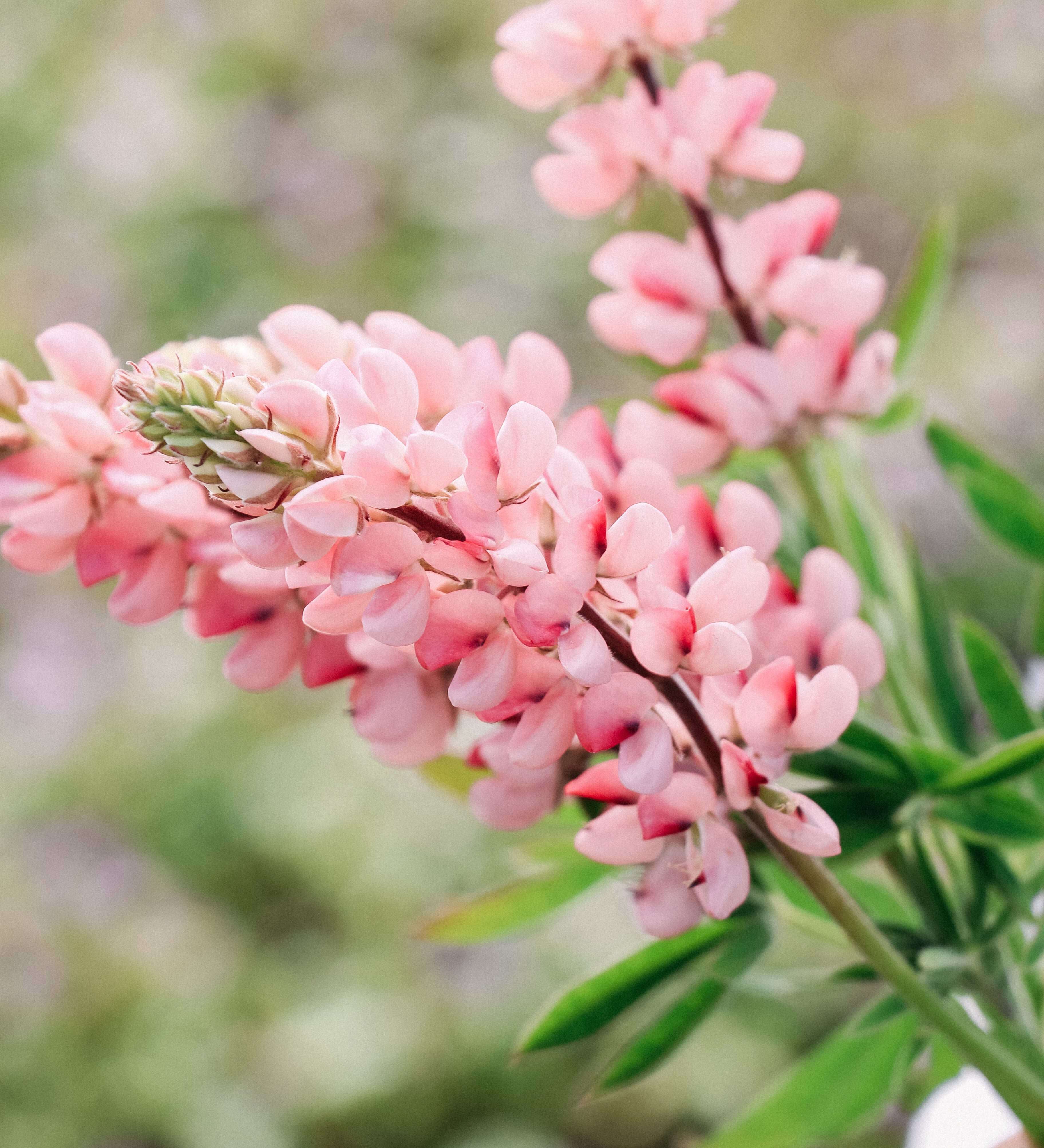 LUPINUS hartwegii 'Avalune Pink'-Angelo