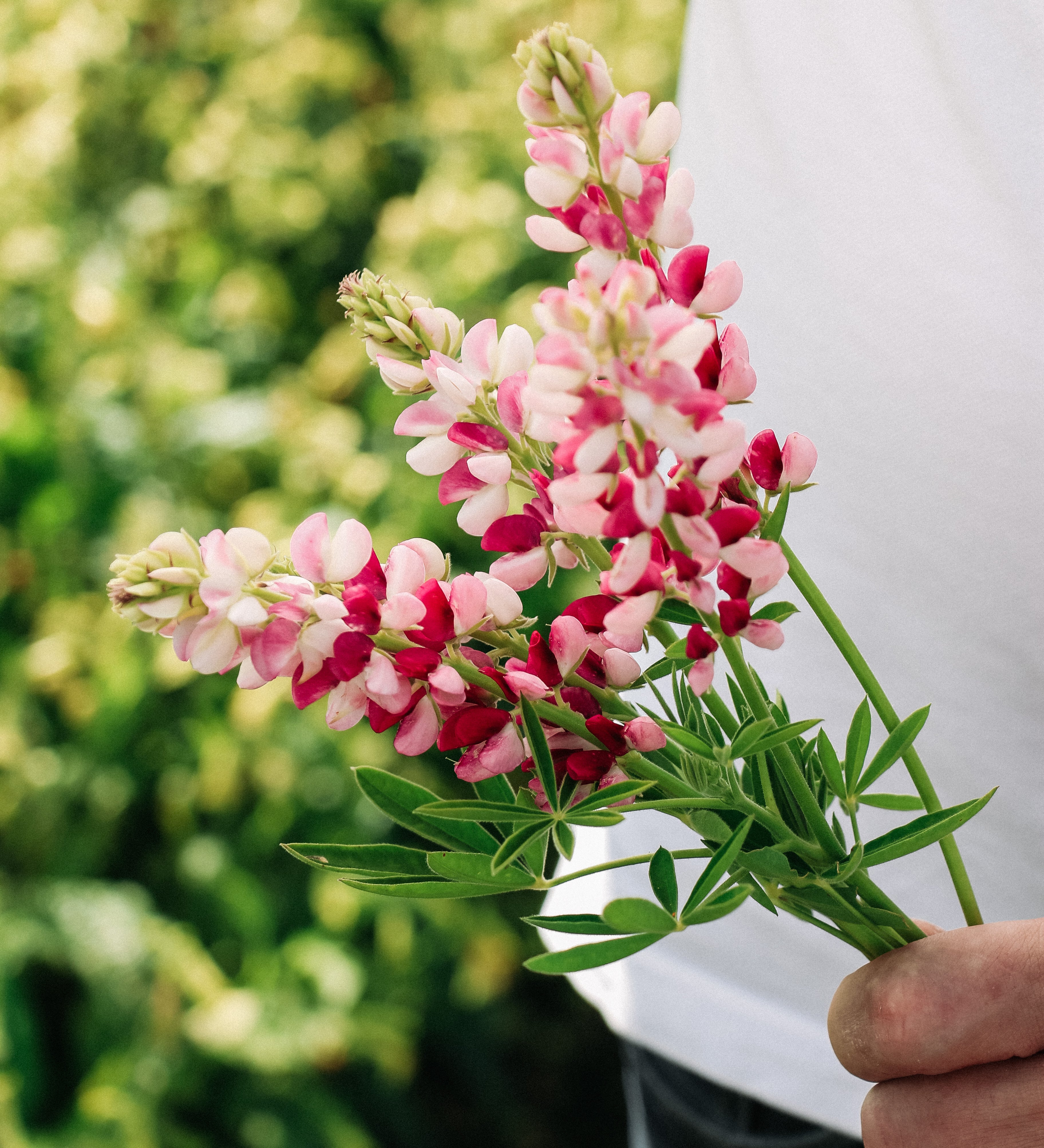 LUPINUS hartwegii 'Avalune Red-White'-Angelo