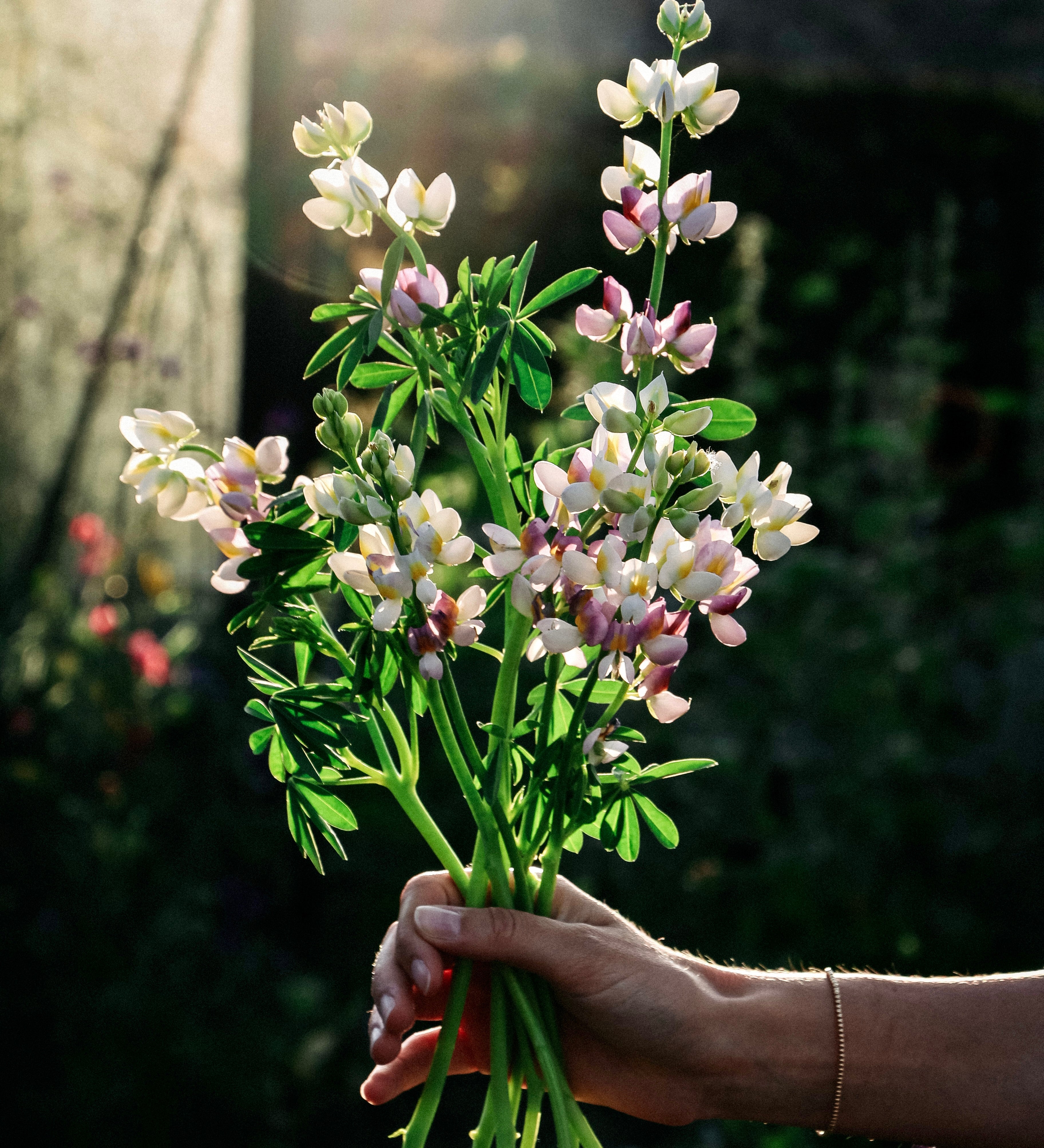 Lupinus mutabilis var. cruckshankii javelin 'lilac'-Angelo