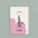 Lupinus polyphyllus 'russel the chateleine'-Angelo