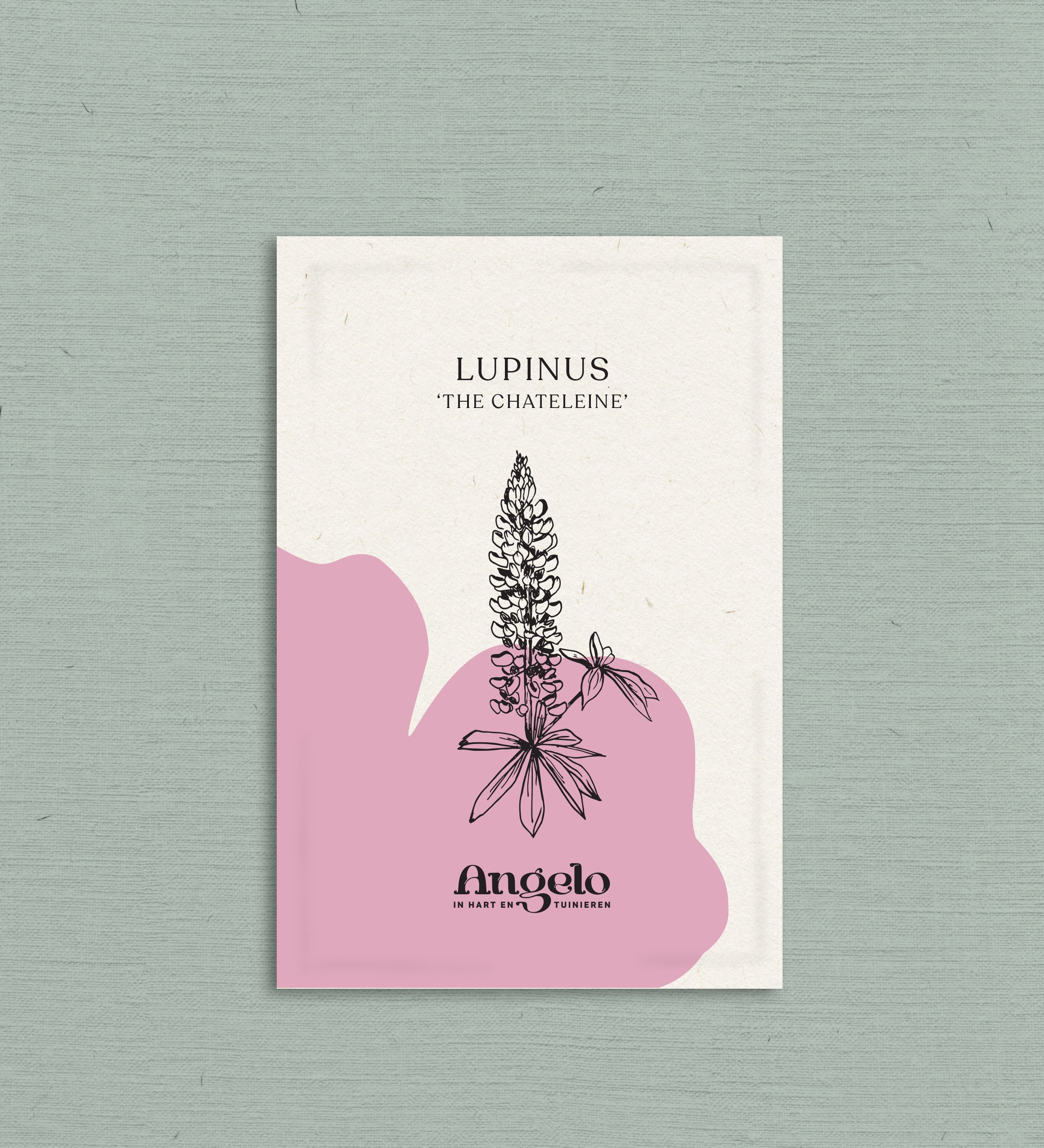 Lupinus polyphyllus 'russel the chateleine'-Angelo