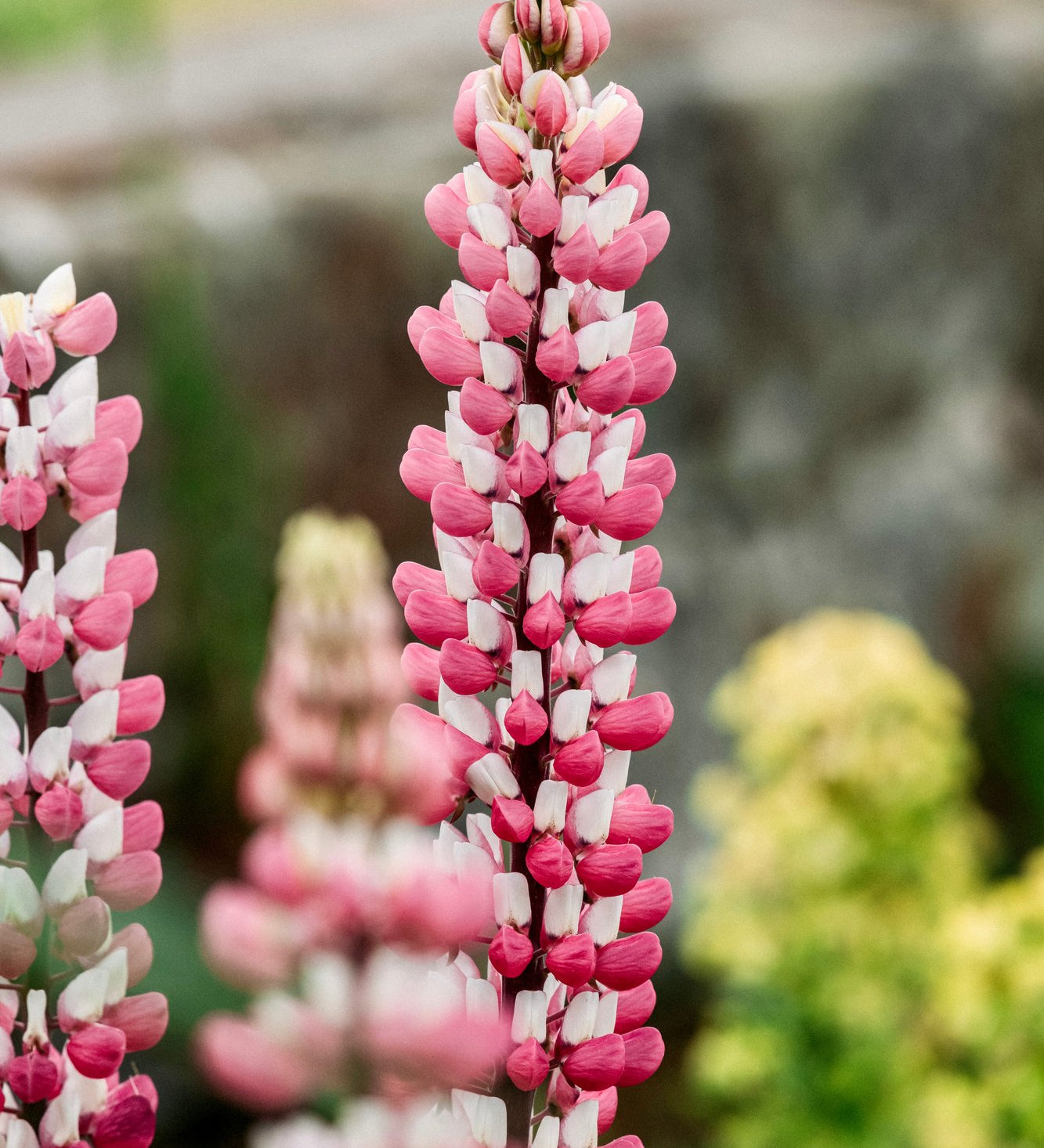 Lupinus polyphyllus 'russel the chateleine'-Angelo