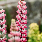 Lupinus polyphyllus 'russel the chateleine'-Angelo