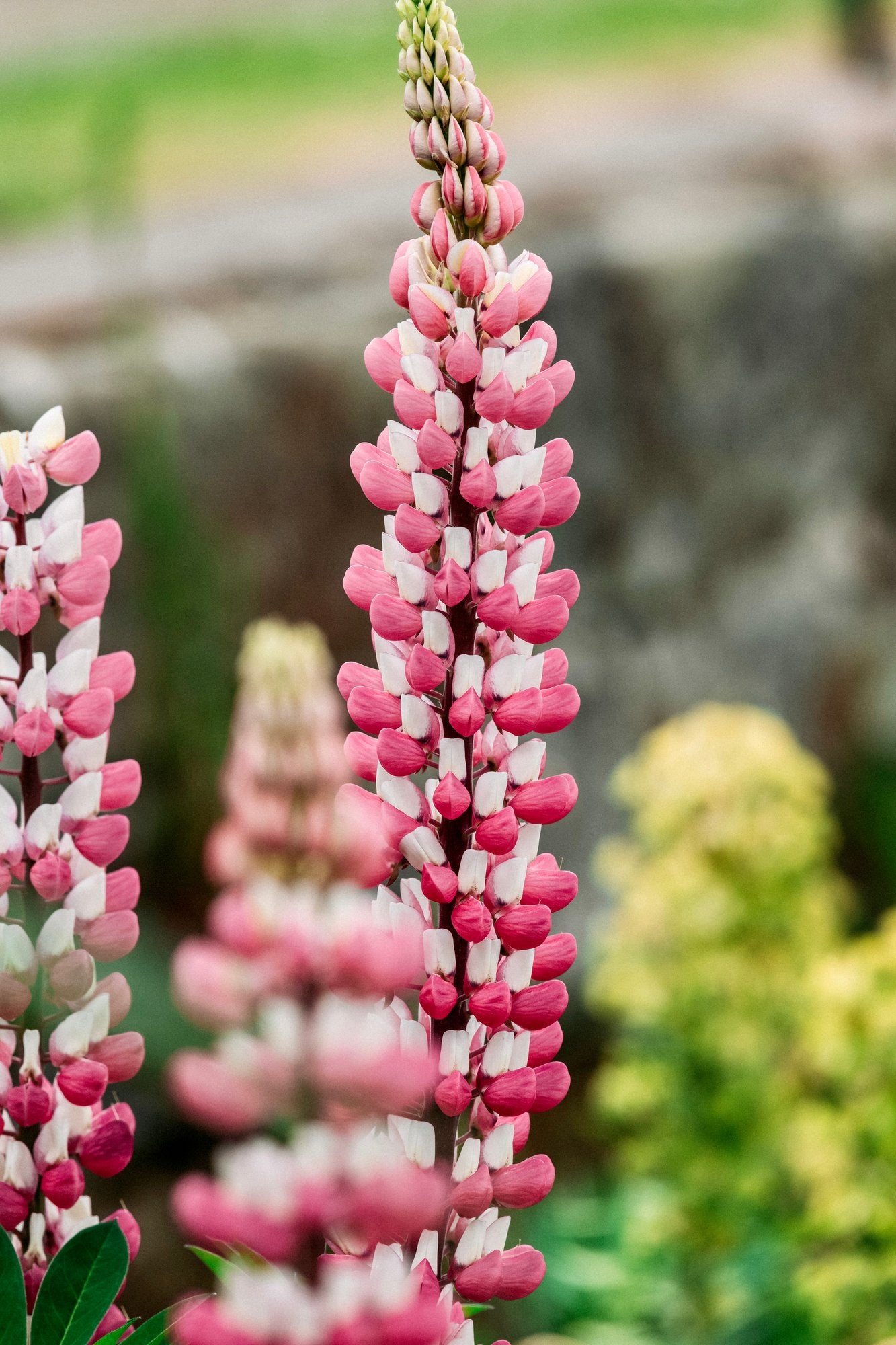 Lupinus polyphyllus 'russel the chateleine'-Angelo
