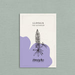 Lupinus polyphyllus 'russel the governor'-Angelo