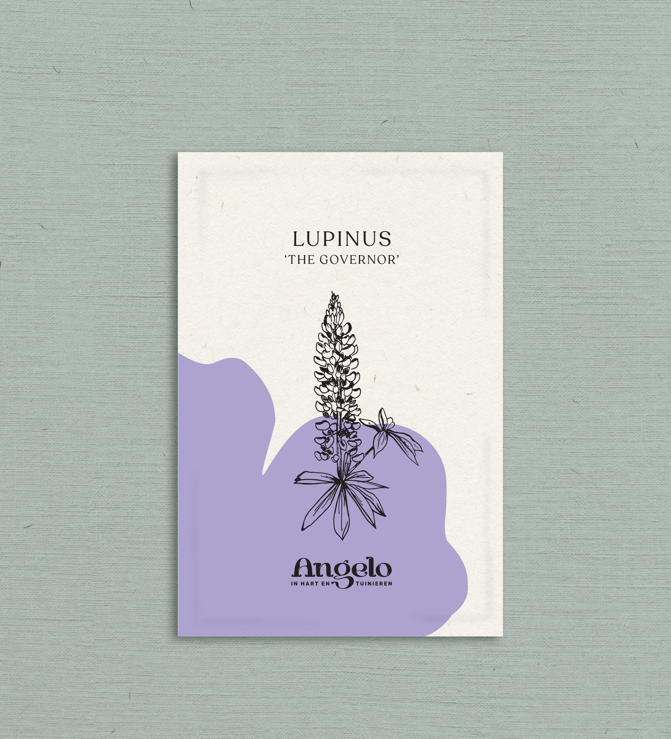 Lupinus polyphyllus 'russel the governor'-Angelo