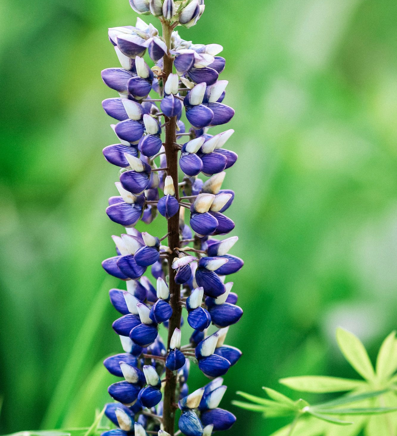 Lupinus polyphyllus 'russel the governor'-Angelo