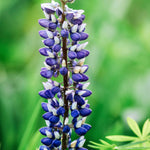 Lupinus polyphyllus 'russel the governor'-Angelo