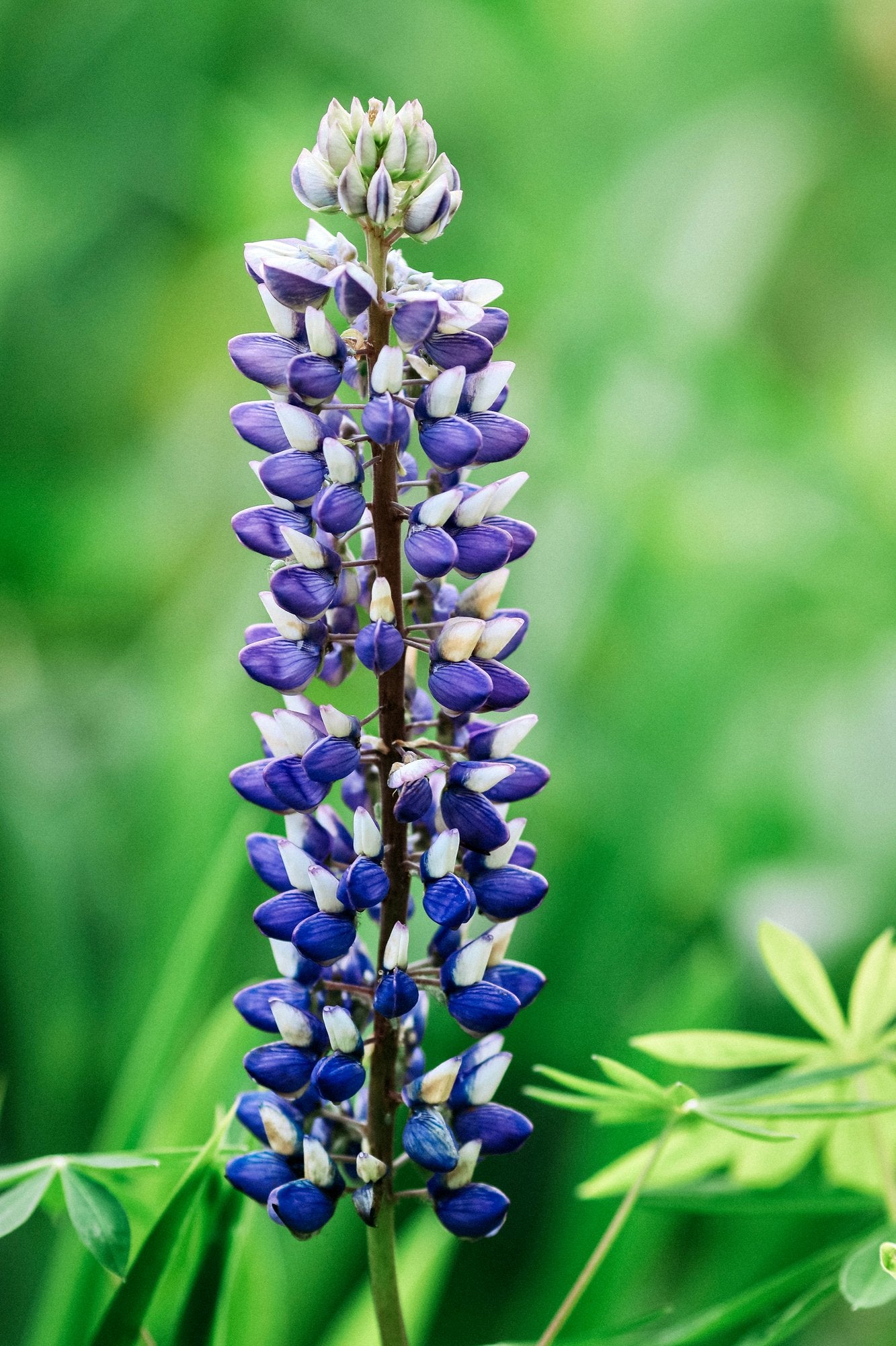 Lupinus polyphyllus &
