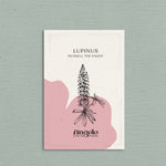 Lupinus polyphyllus 'Russell The Pages'-Angelo