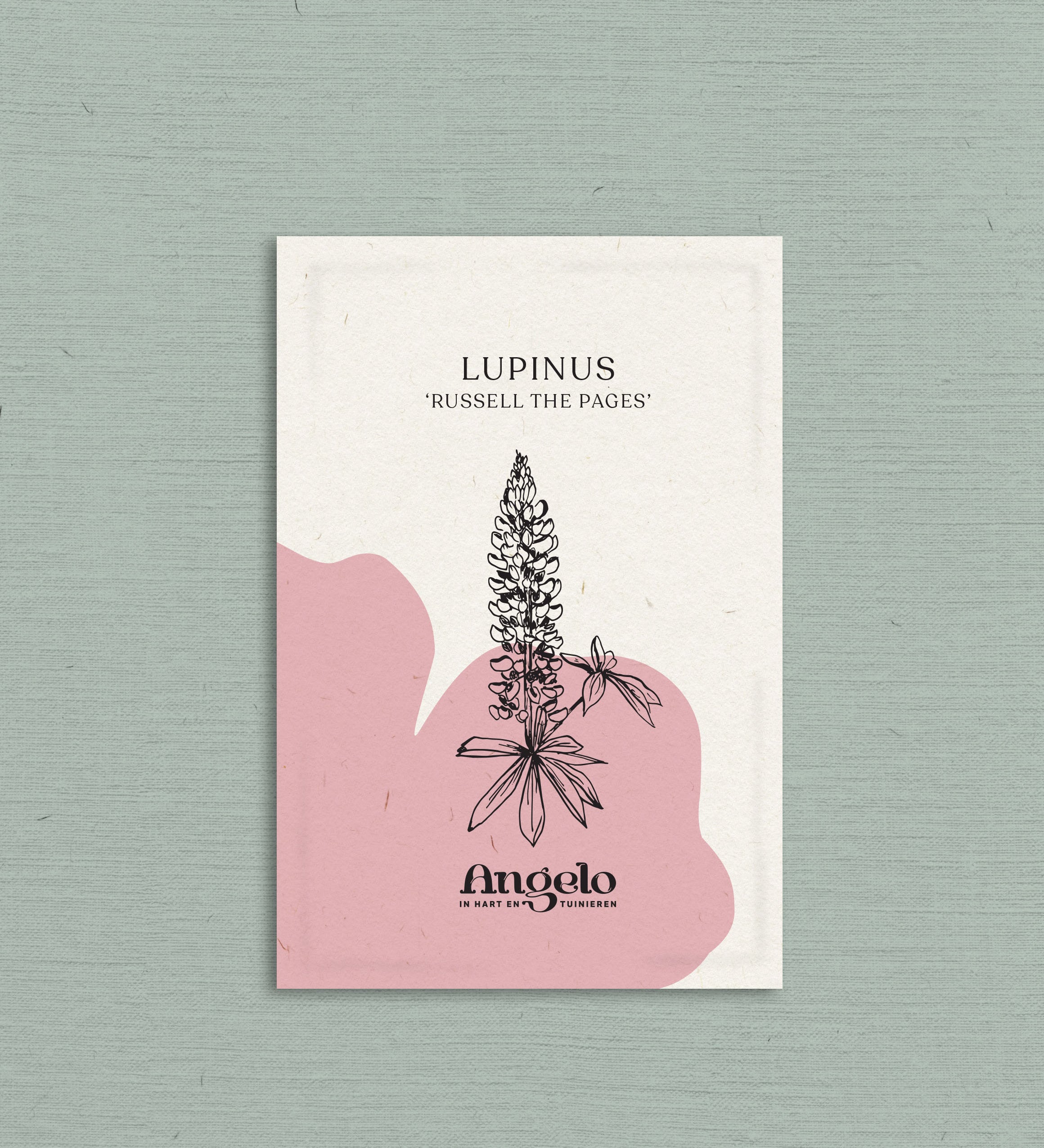 Lupinus polyphyllus 'Russell The Pages'-Angelo