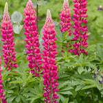 Lupinus polyphyllus 'Russell The Pages'-Angelo