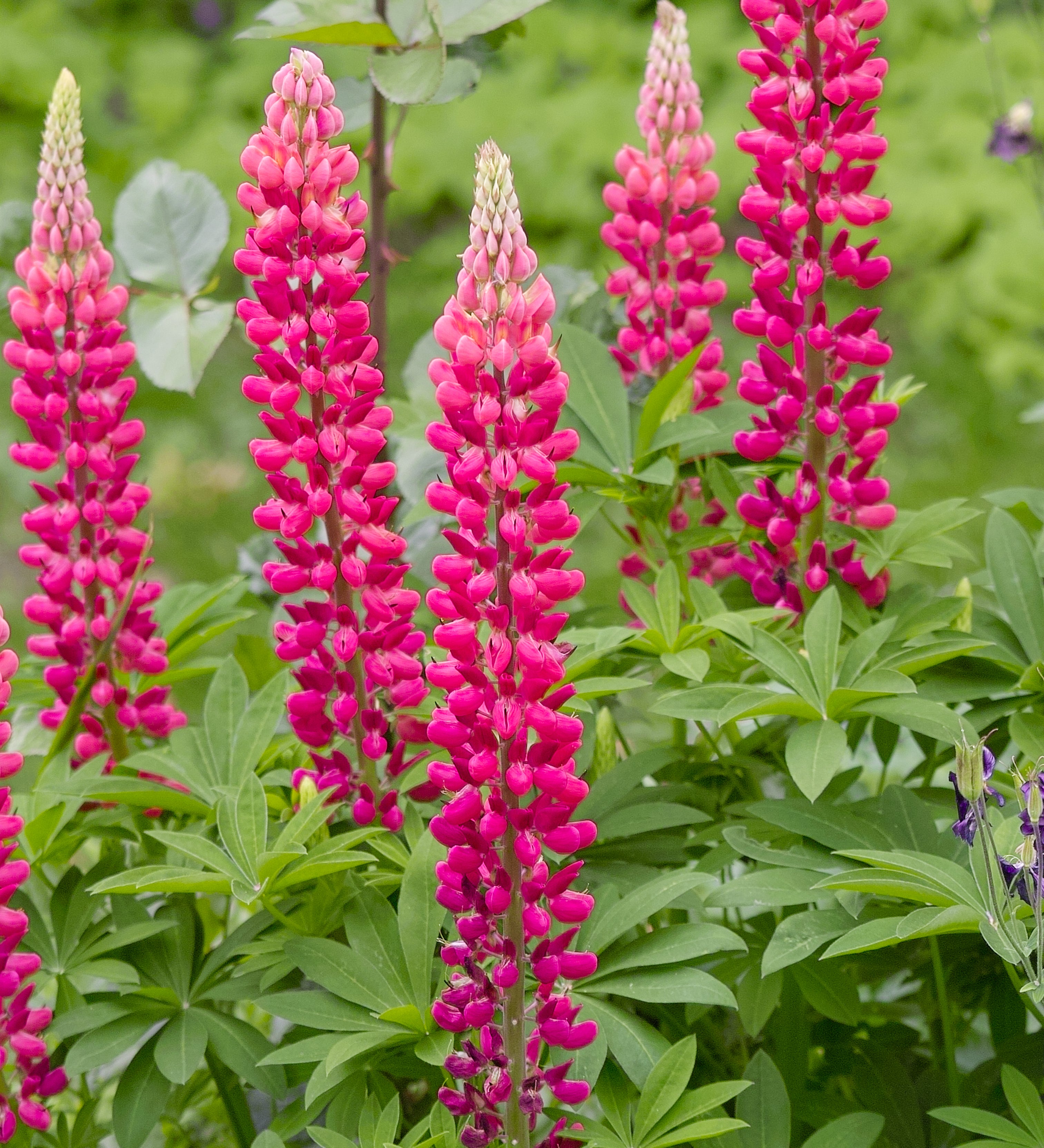 Lupinus polyphyllus 'Russell The Pages'-Angelo