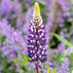Lupine of Lupinus 'The Governor'