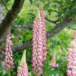 Lupine of Lupinus 'The Chatelaine'