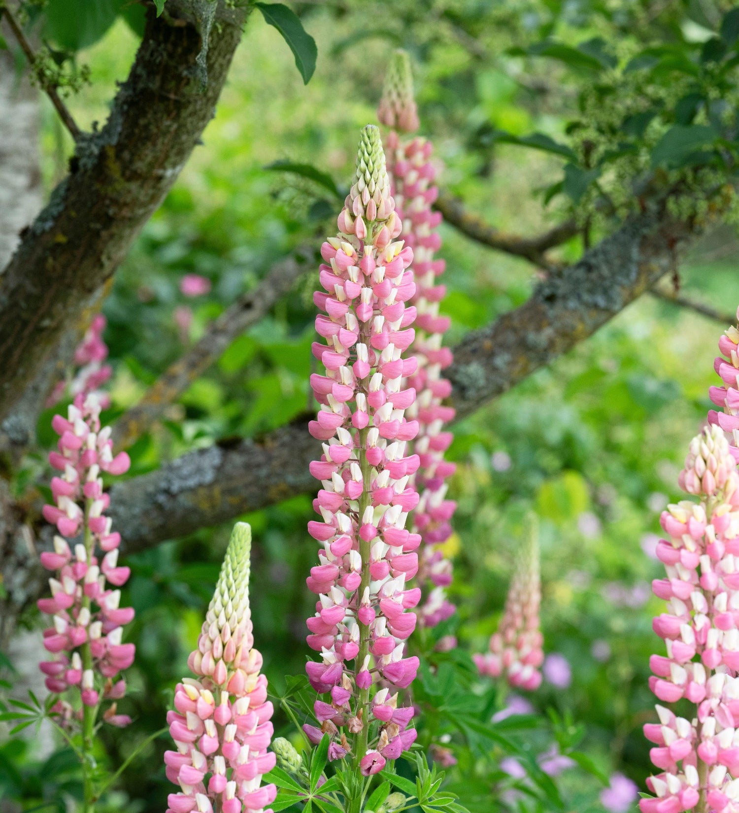 Lupine of Lupinus 'The Chatelaine'