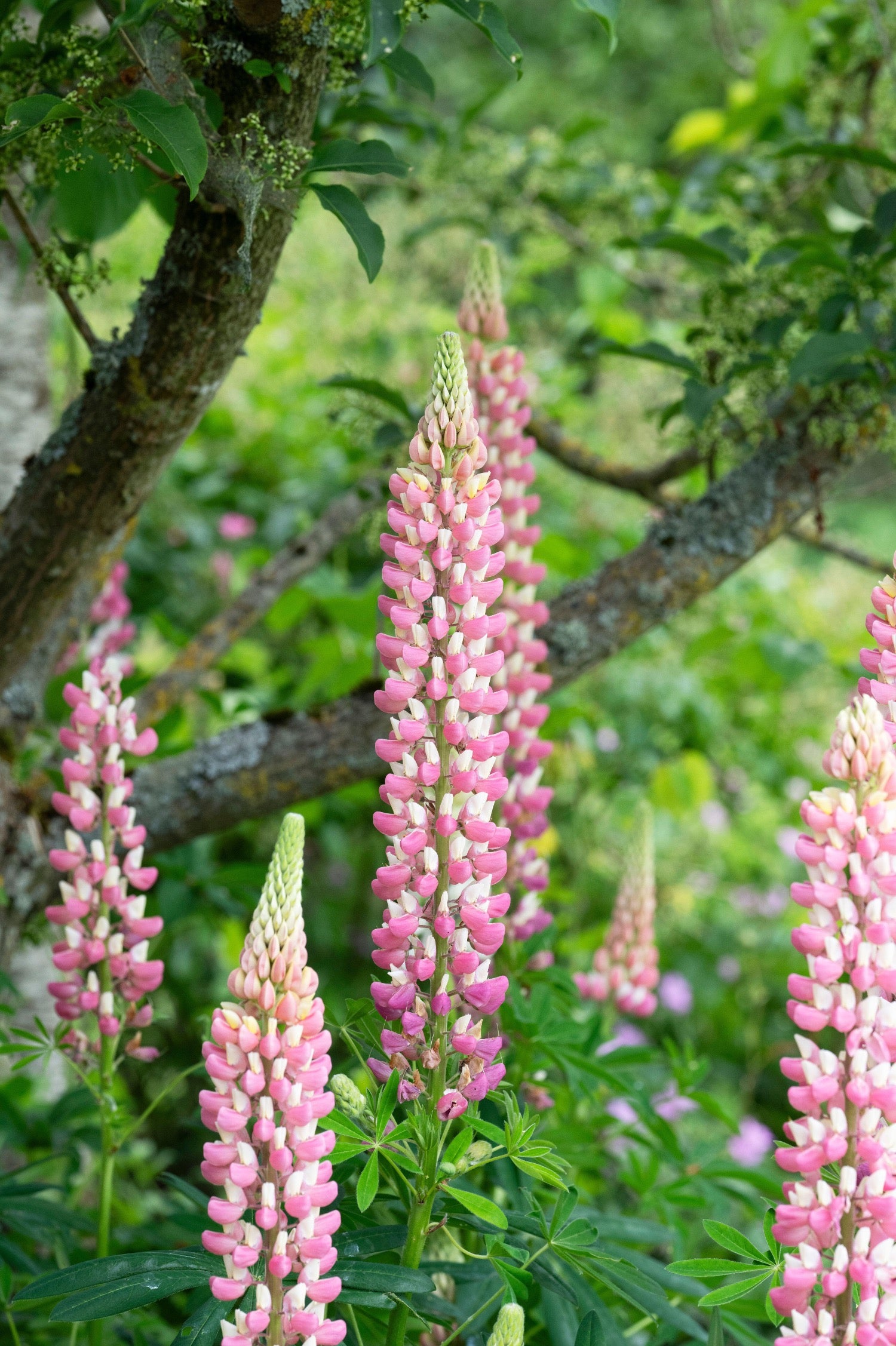 Lupine of Lupinus 'The Chatelaine'