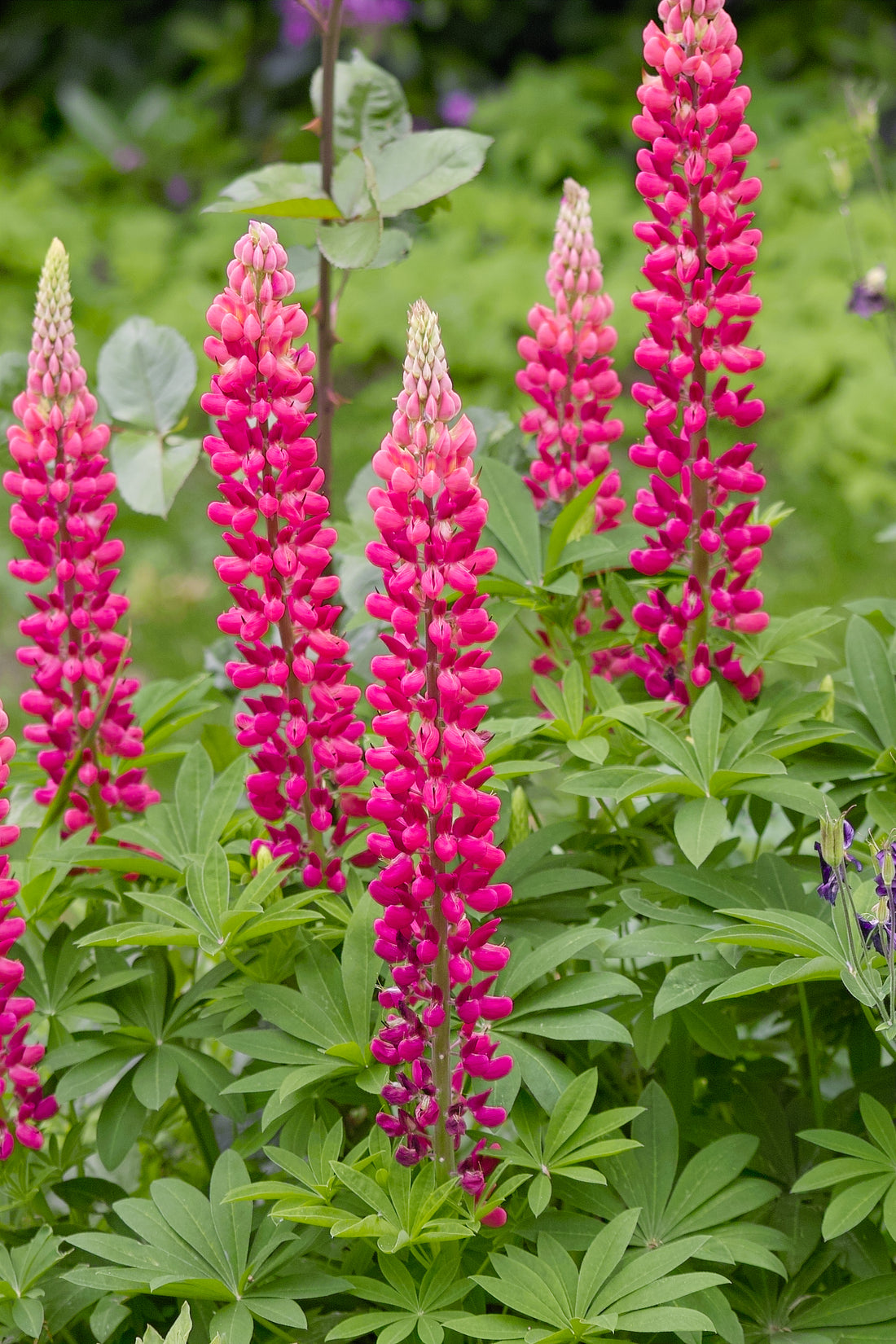 Lupinus polyphyllus &