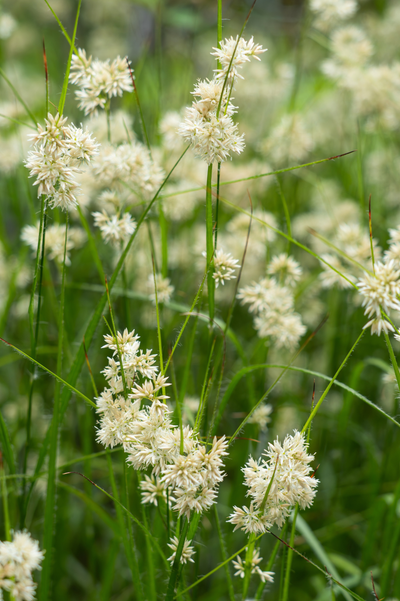 Luzula nivea