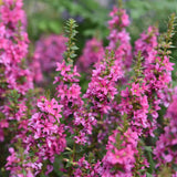 Lythrum salicaria 'Robert'