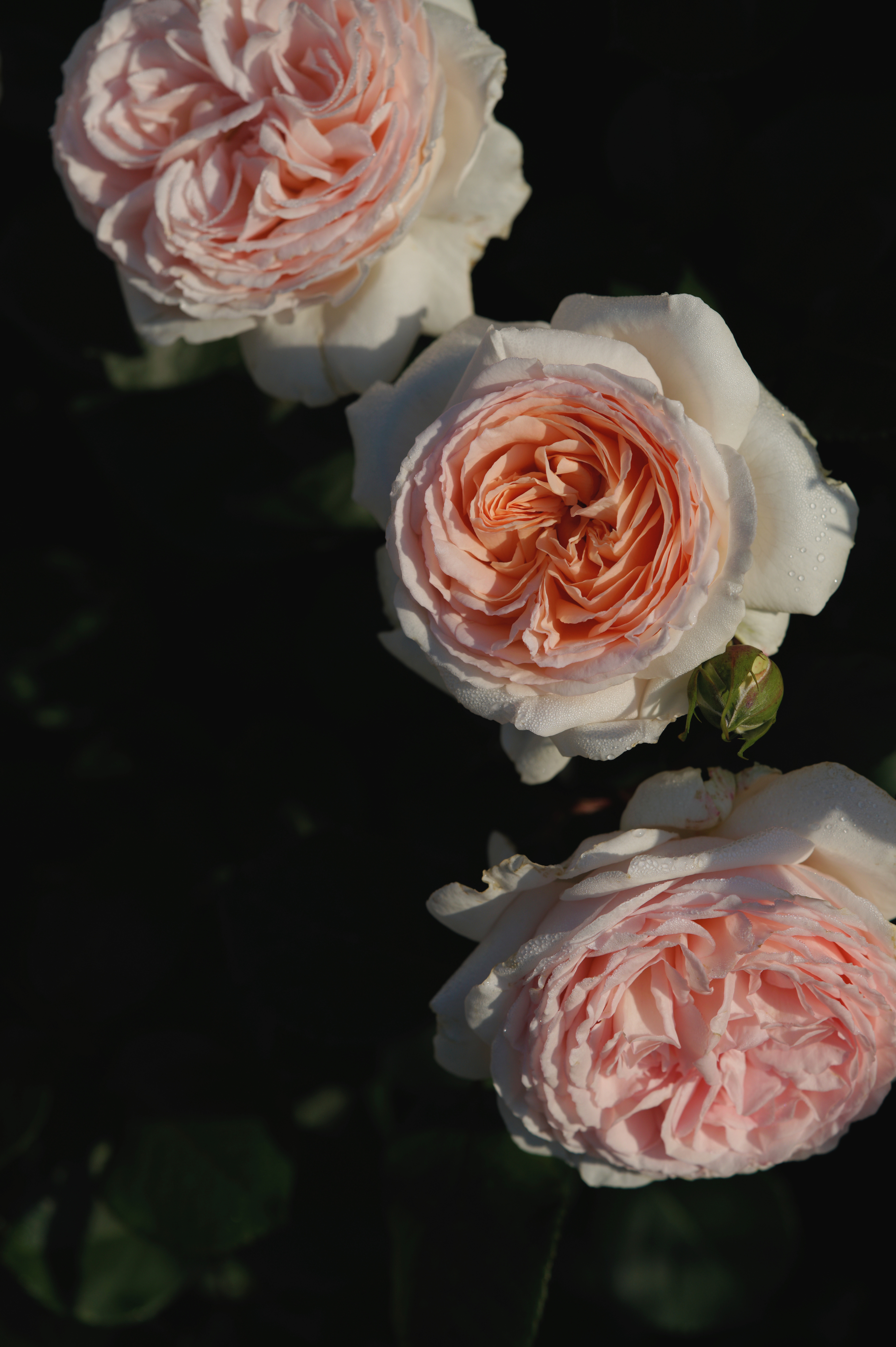 Struikroos 'Märchenzauber'