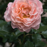 Struikroos 'Marie Curie'