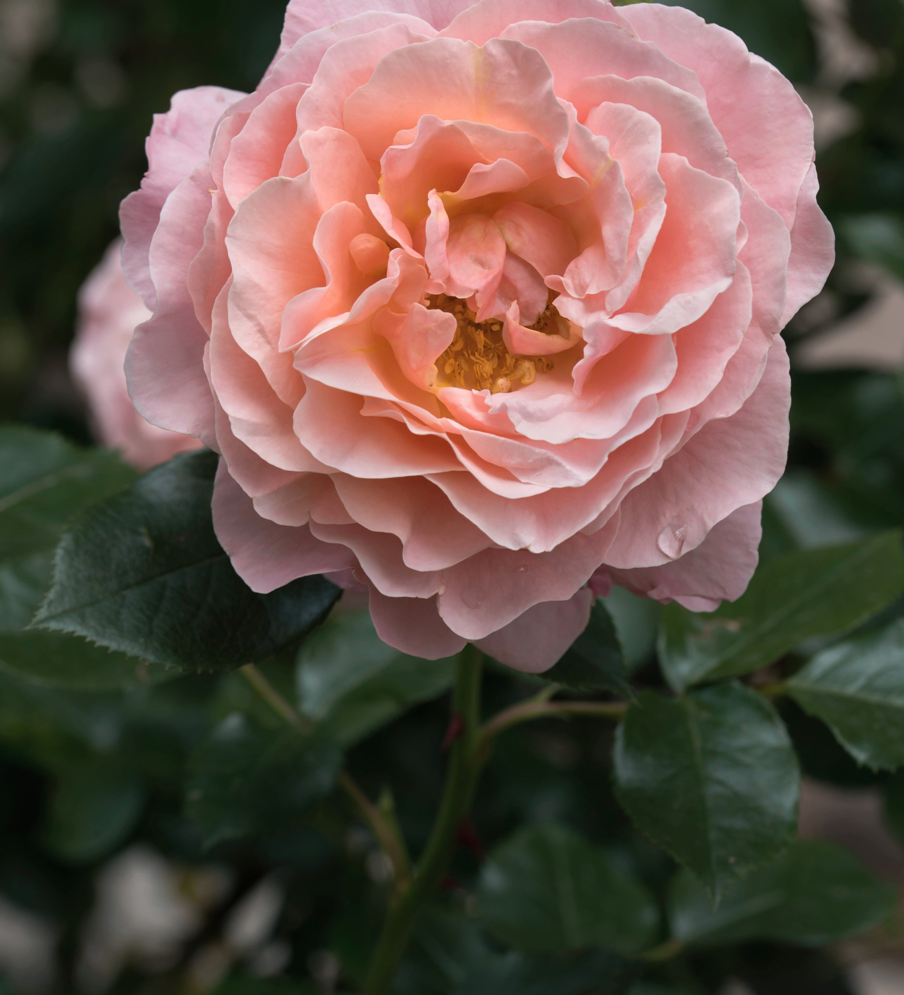 Ontdek onze rozen