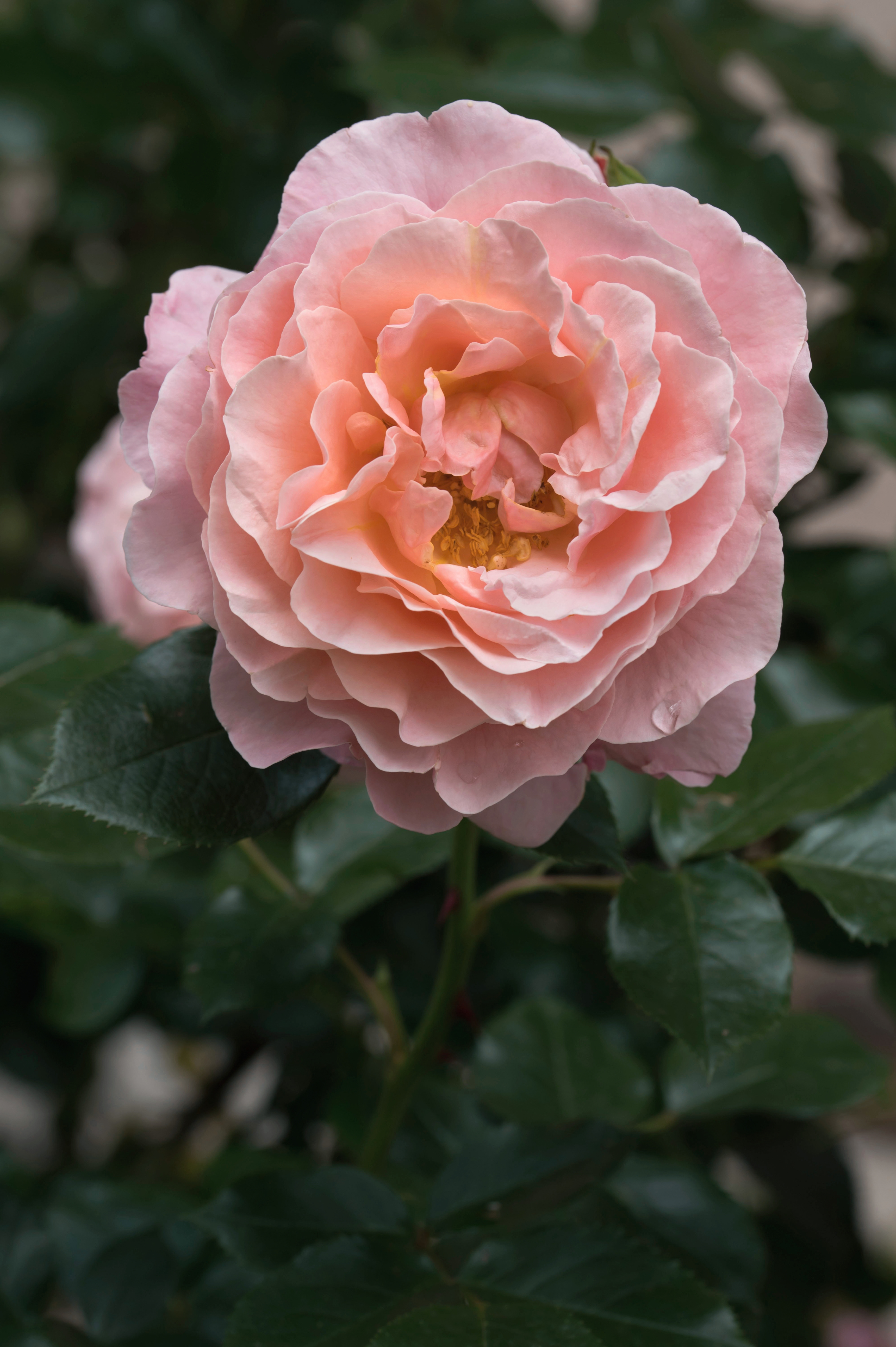 Struikroos 'Marie Curie'