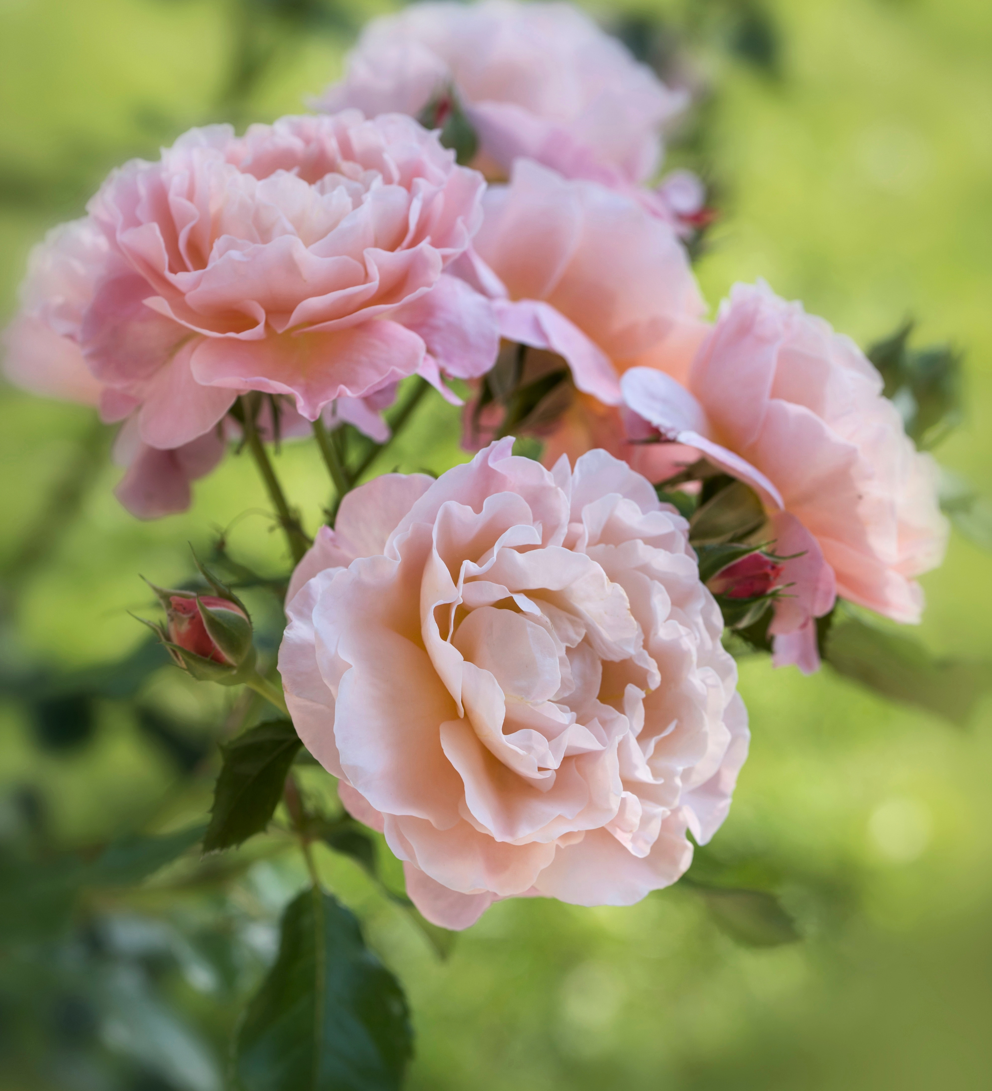 Ontdek onze rozen
