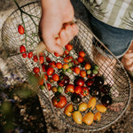 Masterclass Tomaten Kweken-Angelo