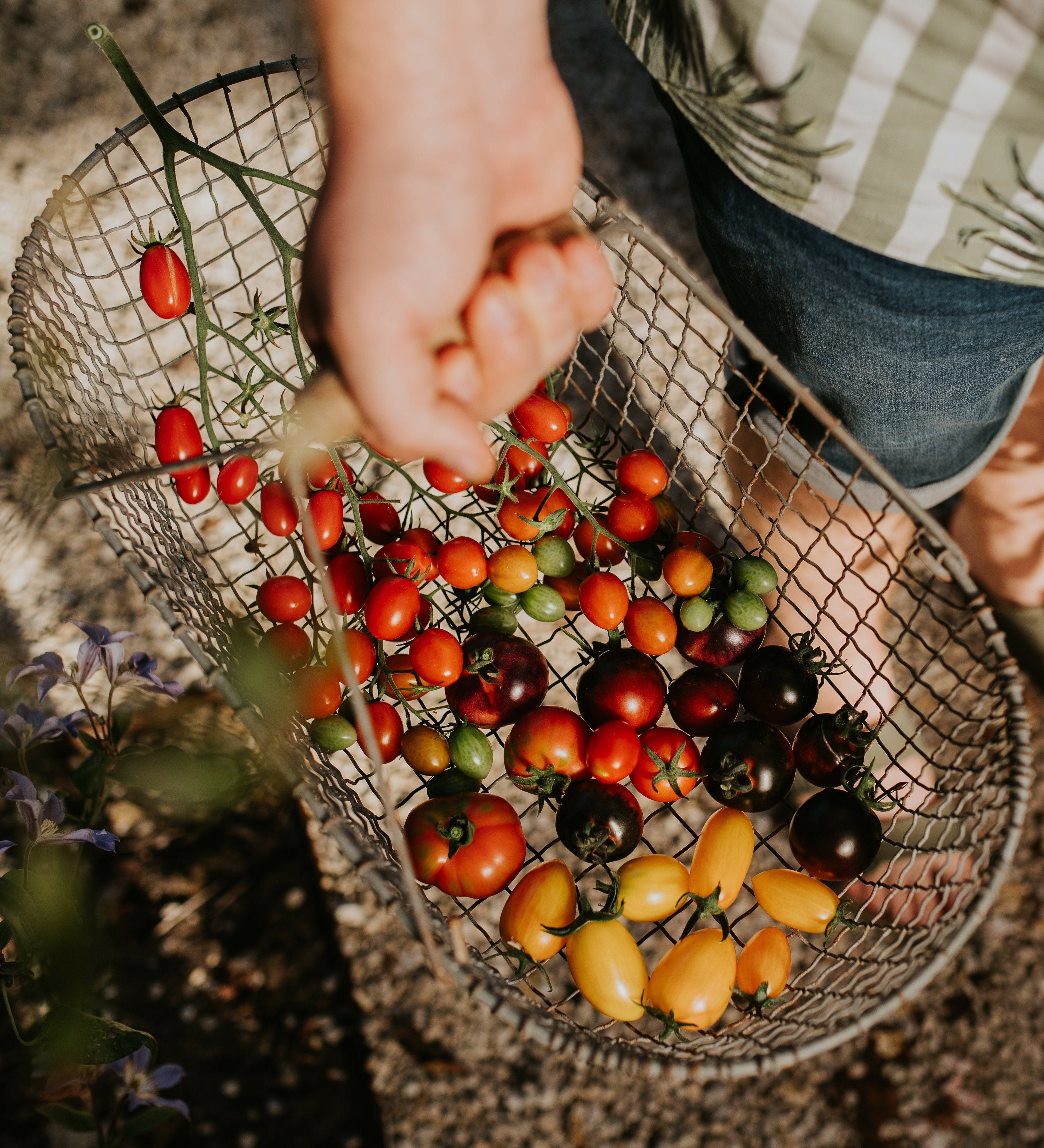 Masterclass Tomaten Kweken-Angelo