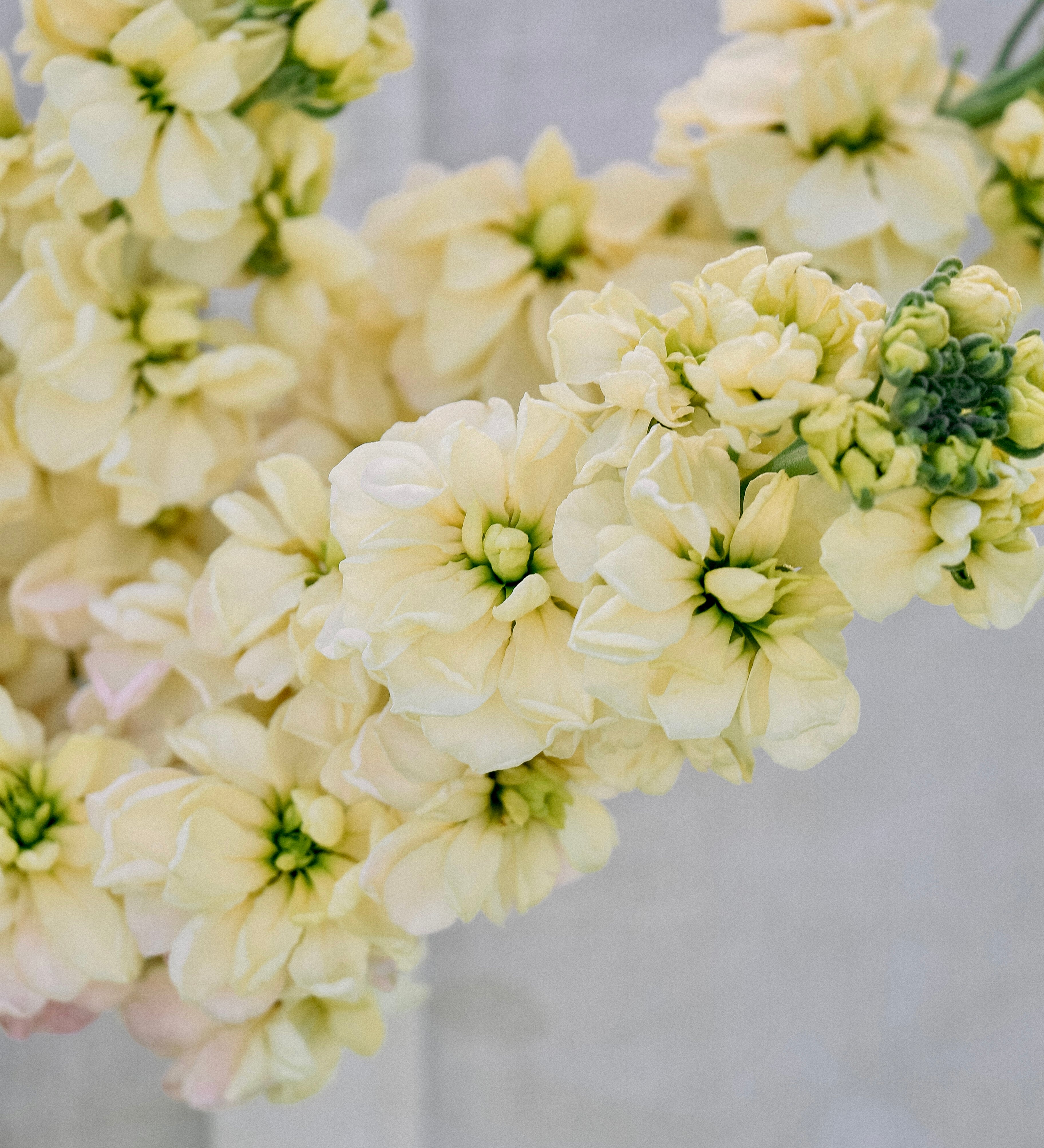 Matthiola incana 'anytime yellow'-Angelo