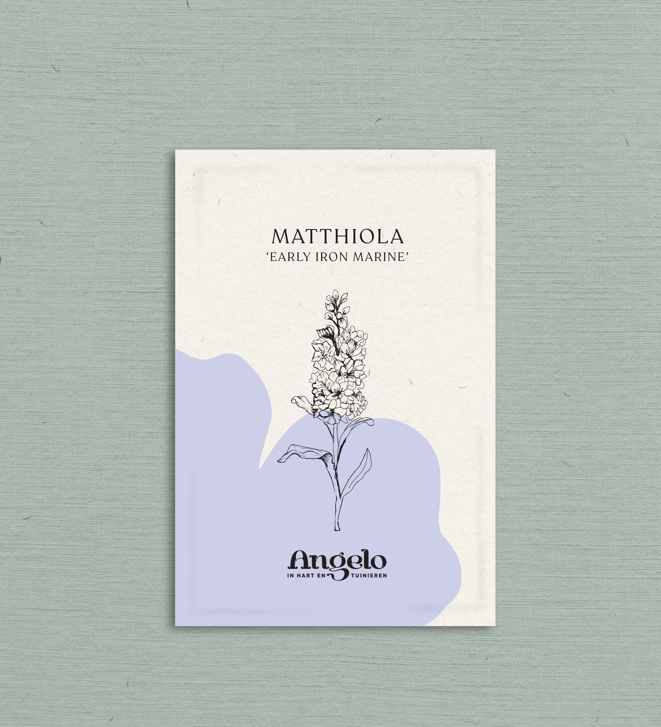 Matthiola incana 'early iron marine'-Angelo