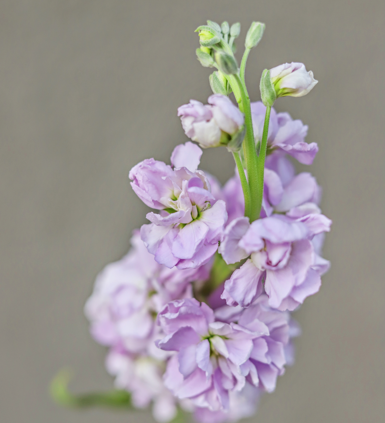 Matthiola incana 'early iron marine'-Angelo