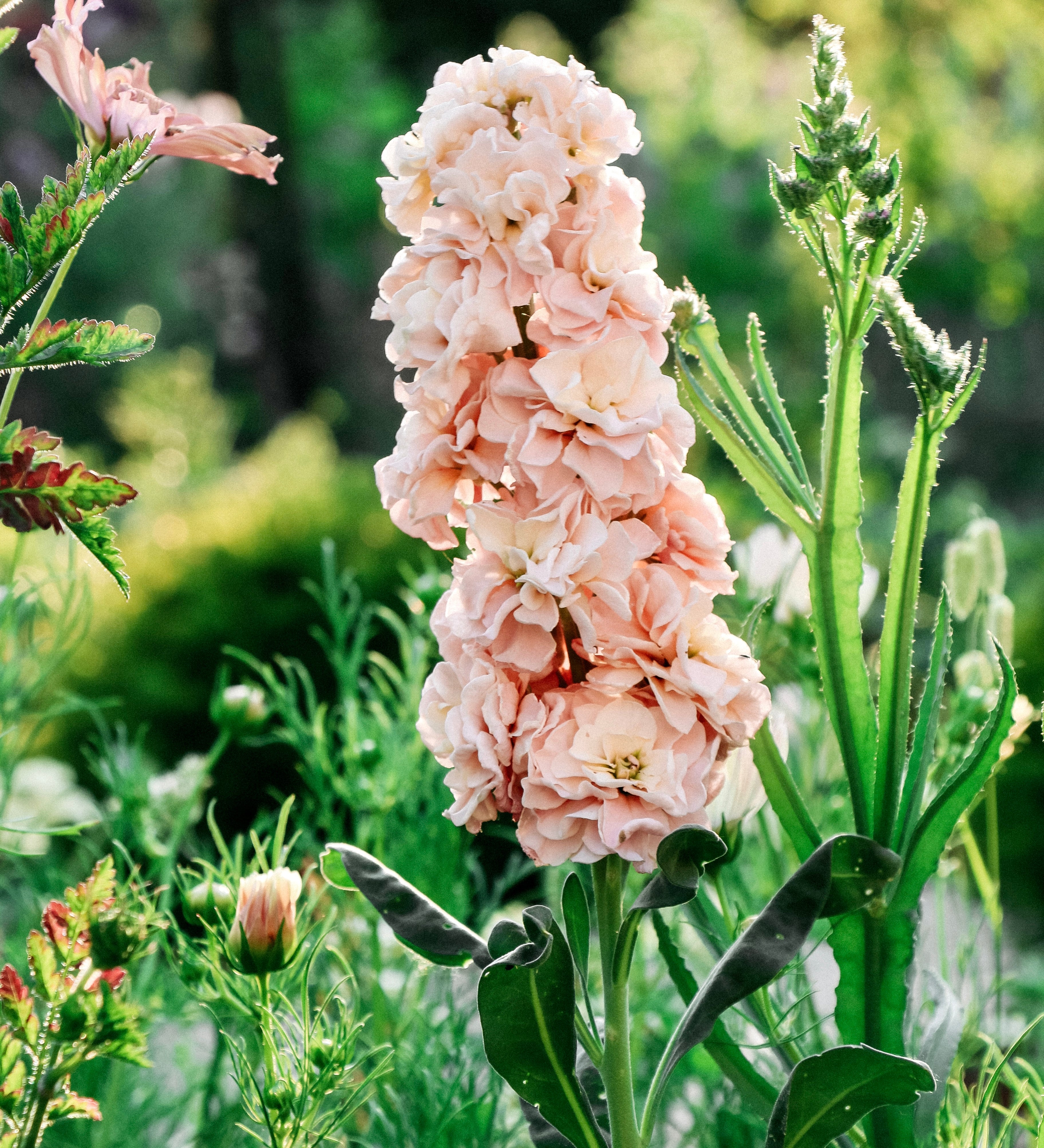 Matthiola iron 'apricot'-Angelo