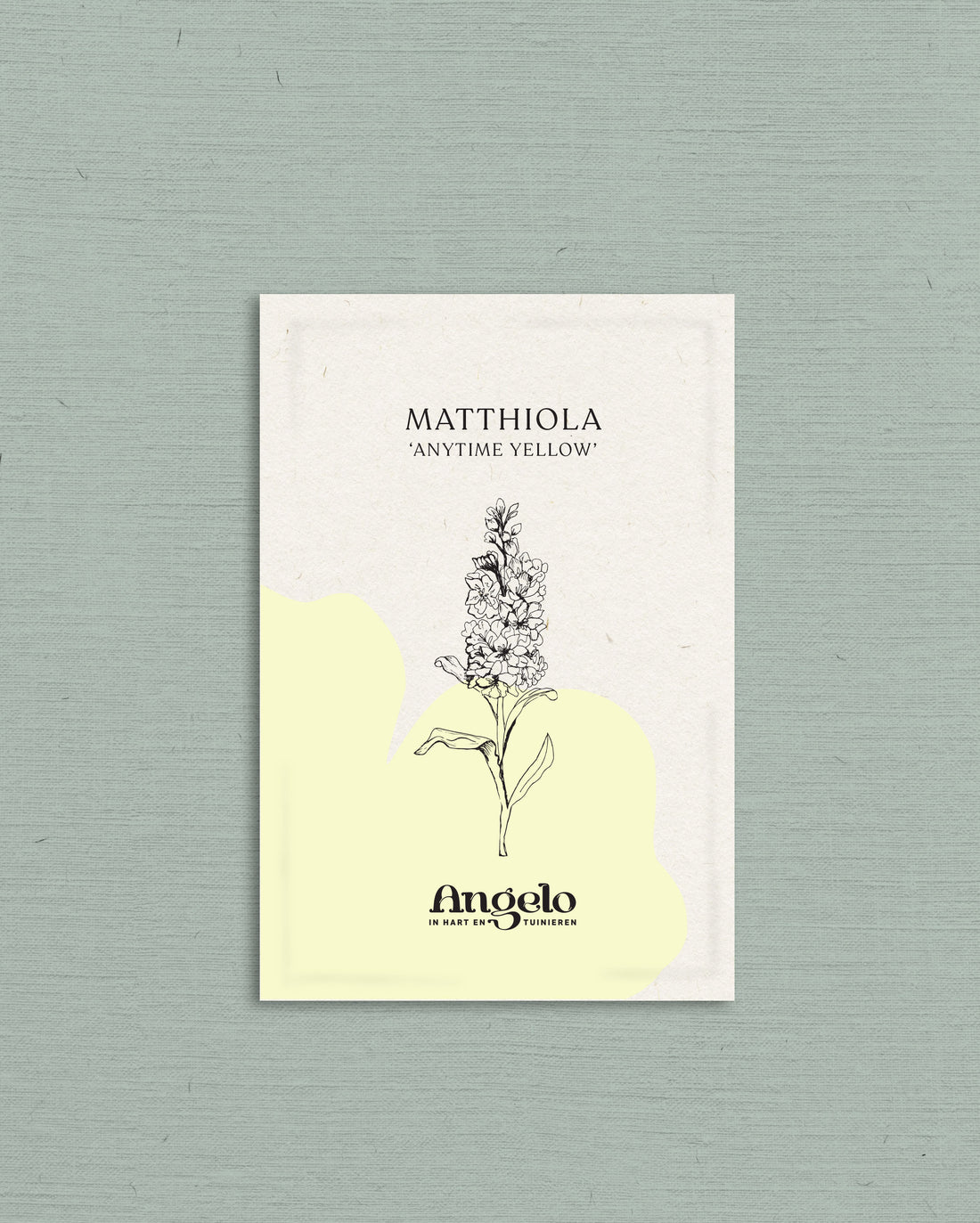 Matthiola incana &