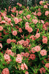 Mirabilis jalapa 'Salmon Sunset'-Angelo