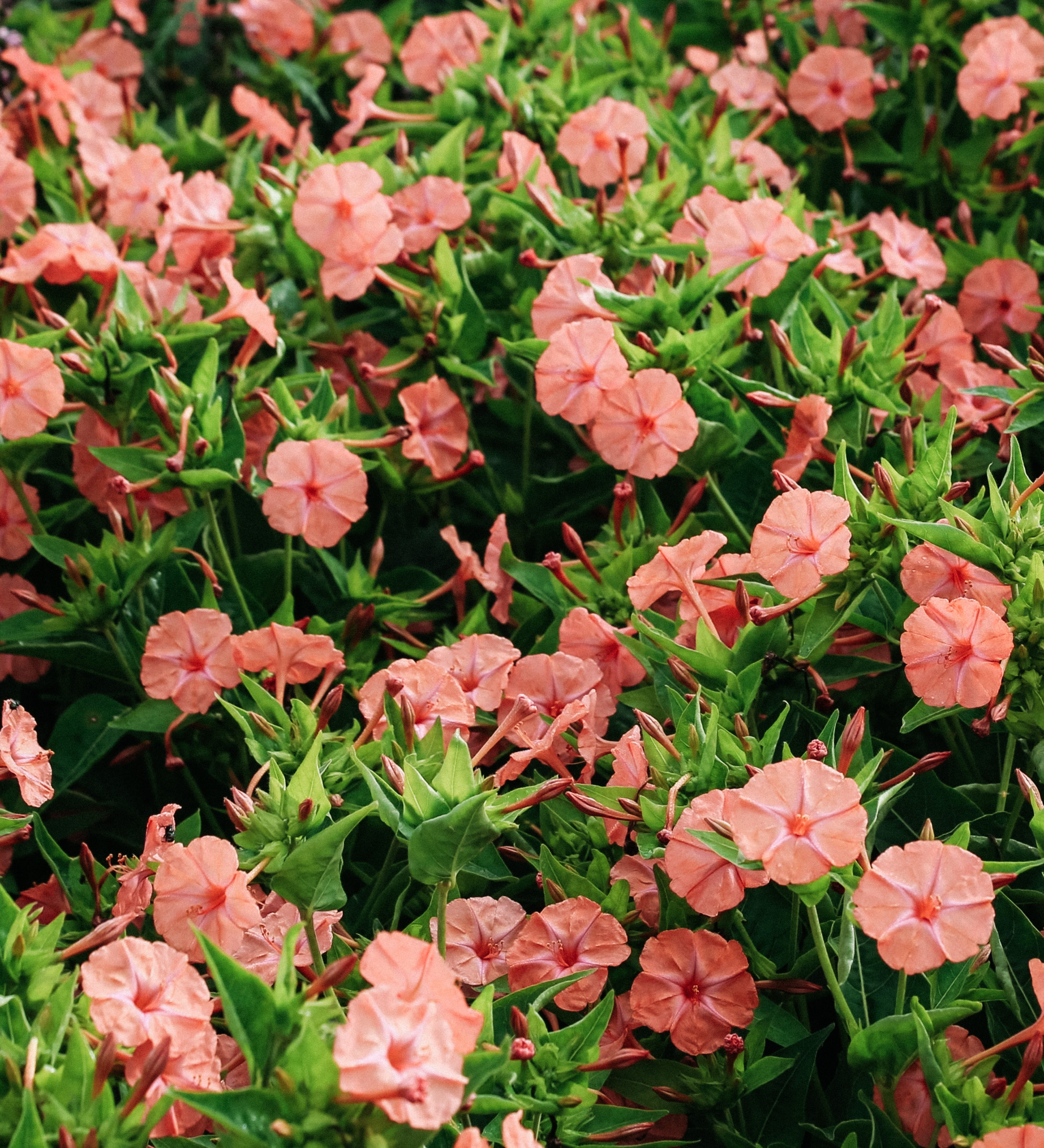 Mirabilis jalapa 'Salmon Sunset'-Angelo