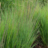 Molinia caerulea 'Moorhexe'