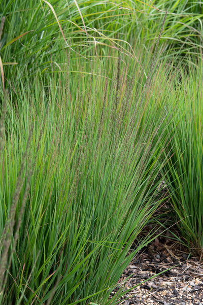 Molinia caerulea 'Moorhexe'